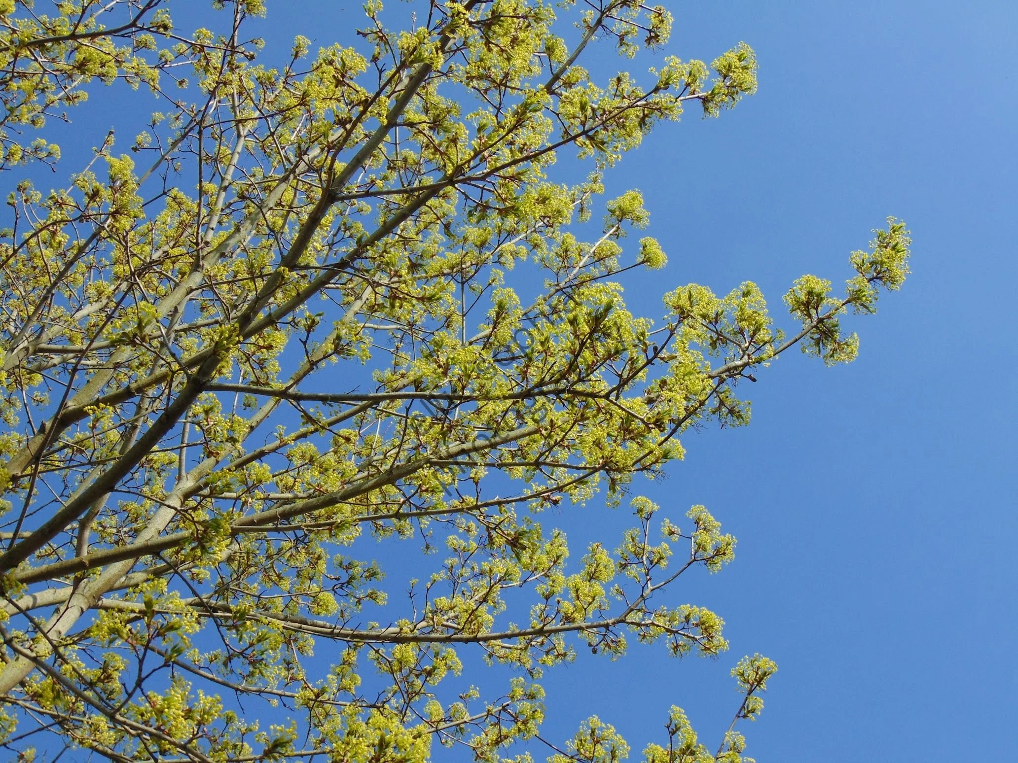 ellie sophia photography.jpg