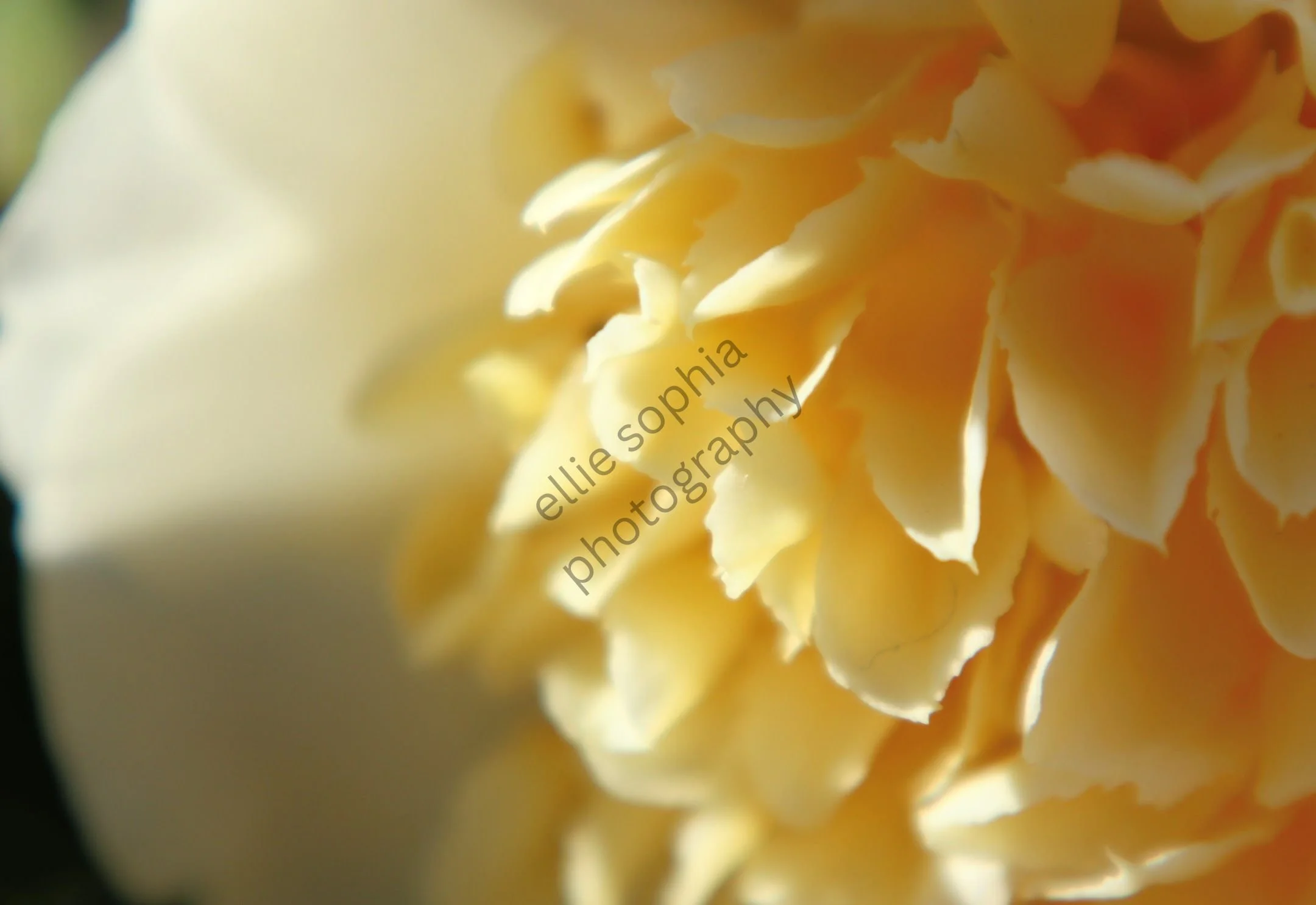 ellie sophia photography.jpg