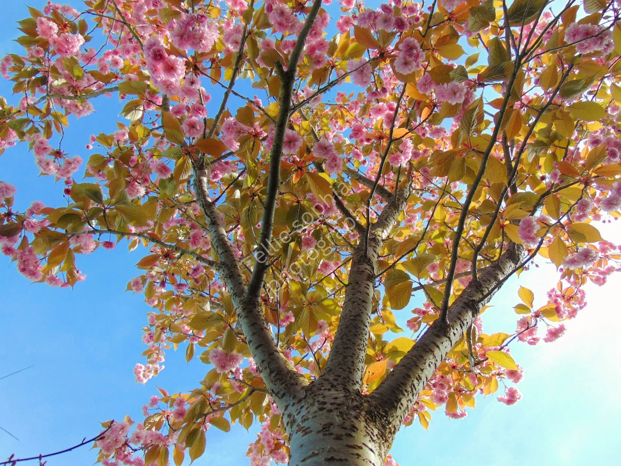 ellie sophia photography.jpg