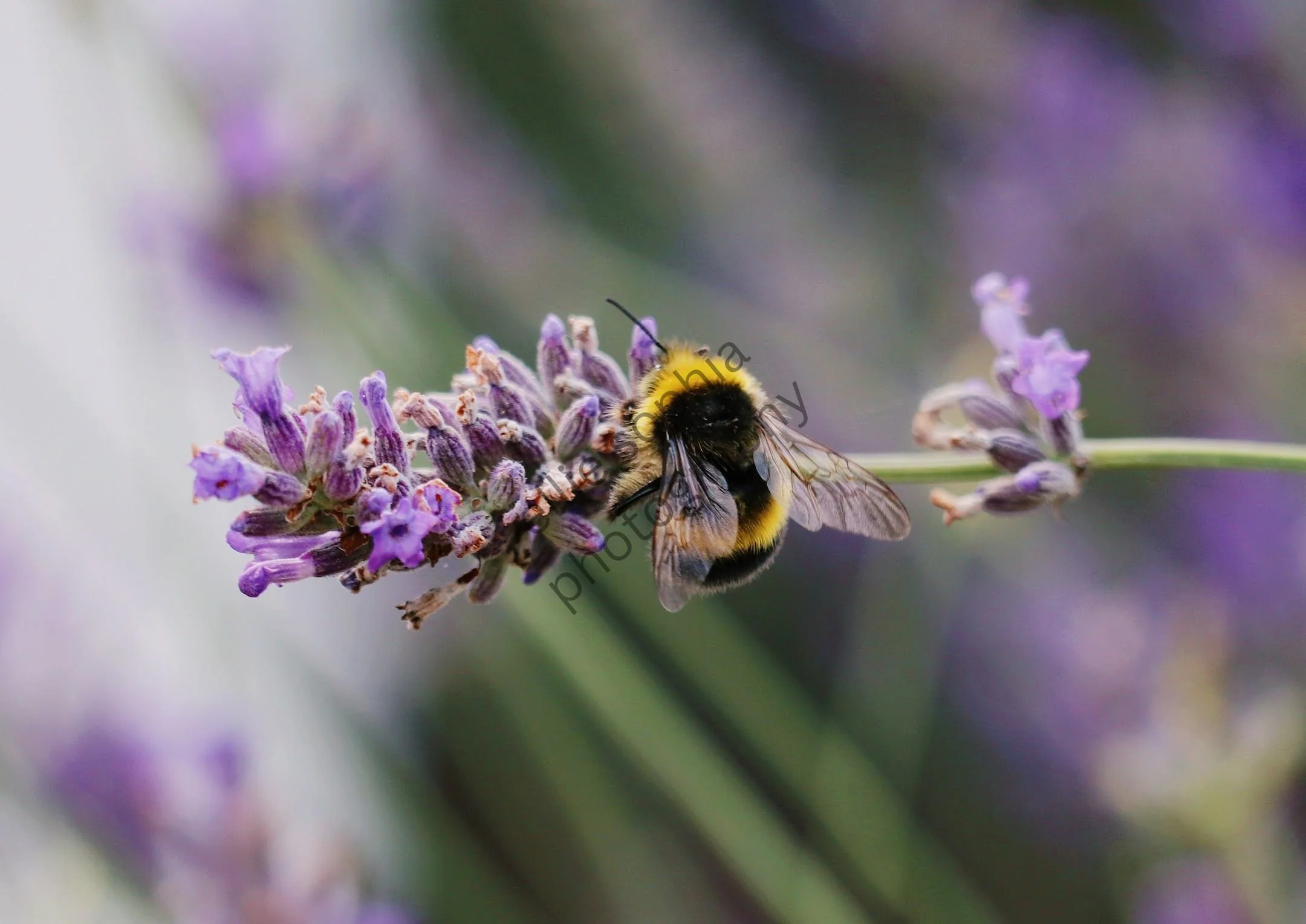 ellie sophia photography.jpg