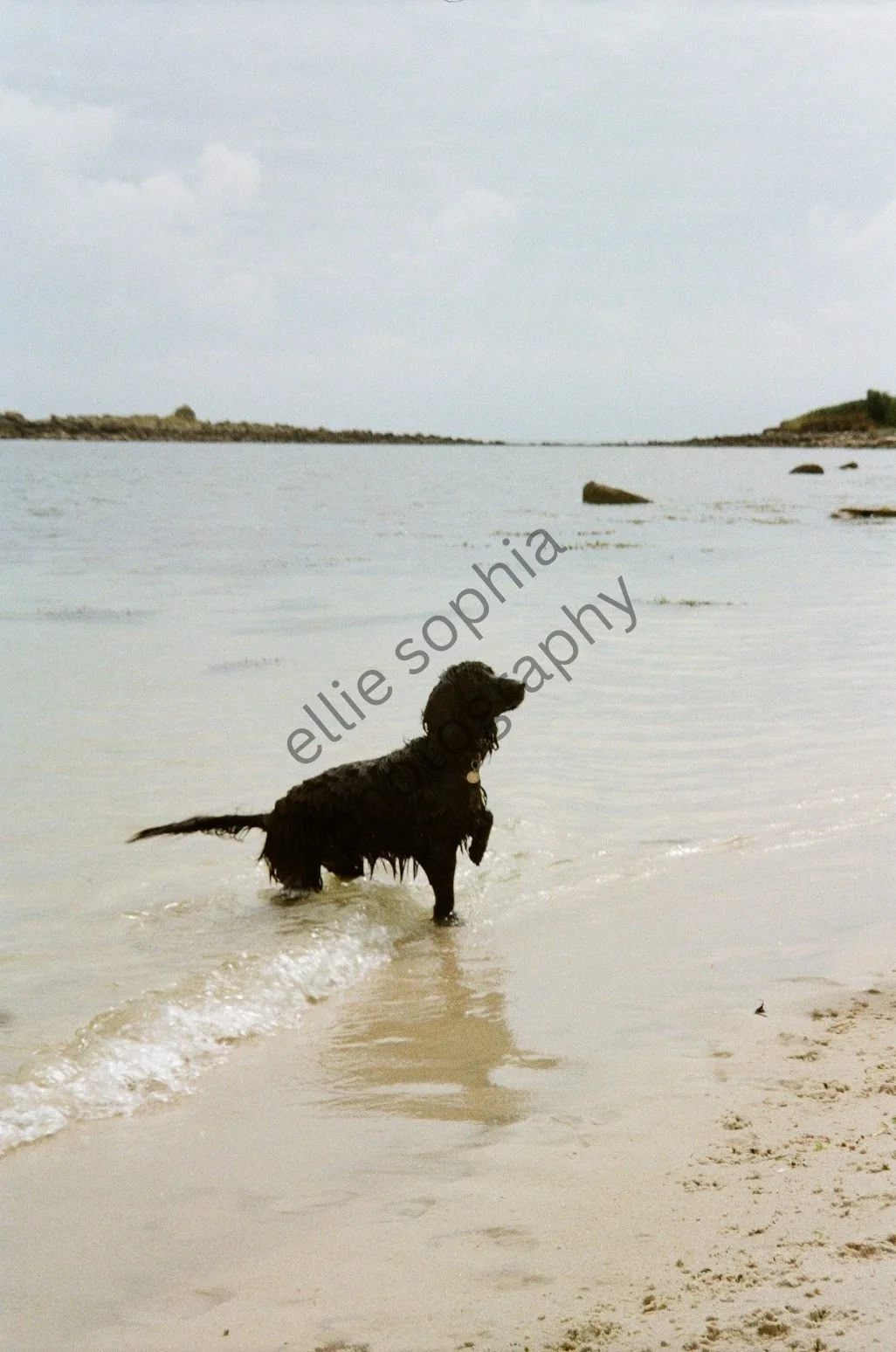 Cocker Spaniel in St Mary's, Isles of Scilly