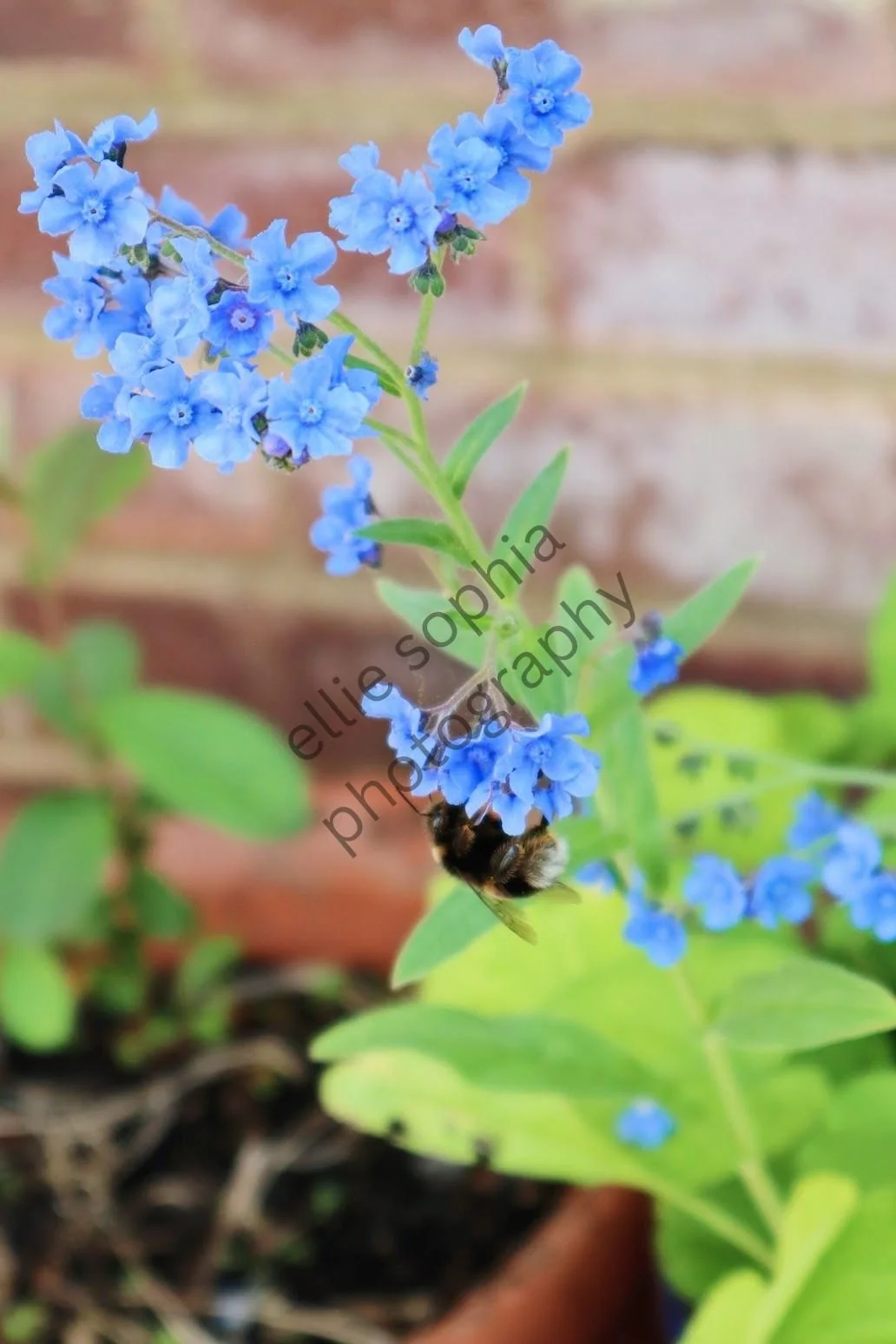 ellie sophia photography.jpg