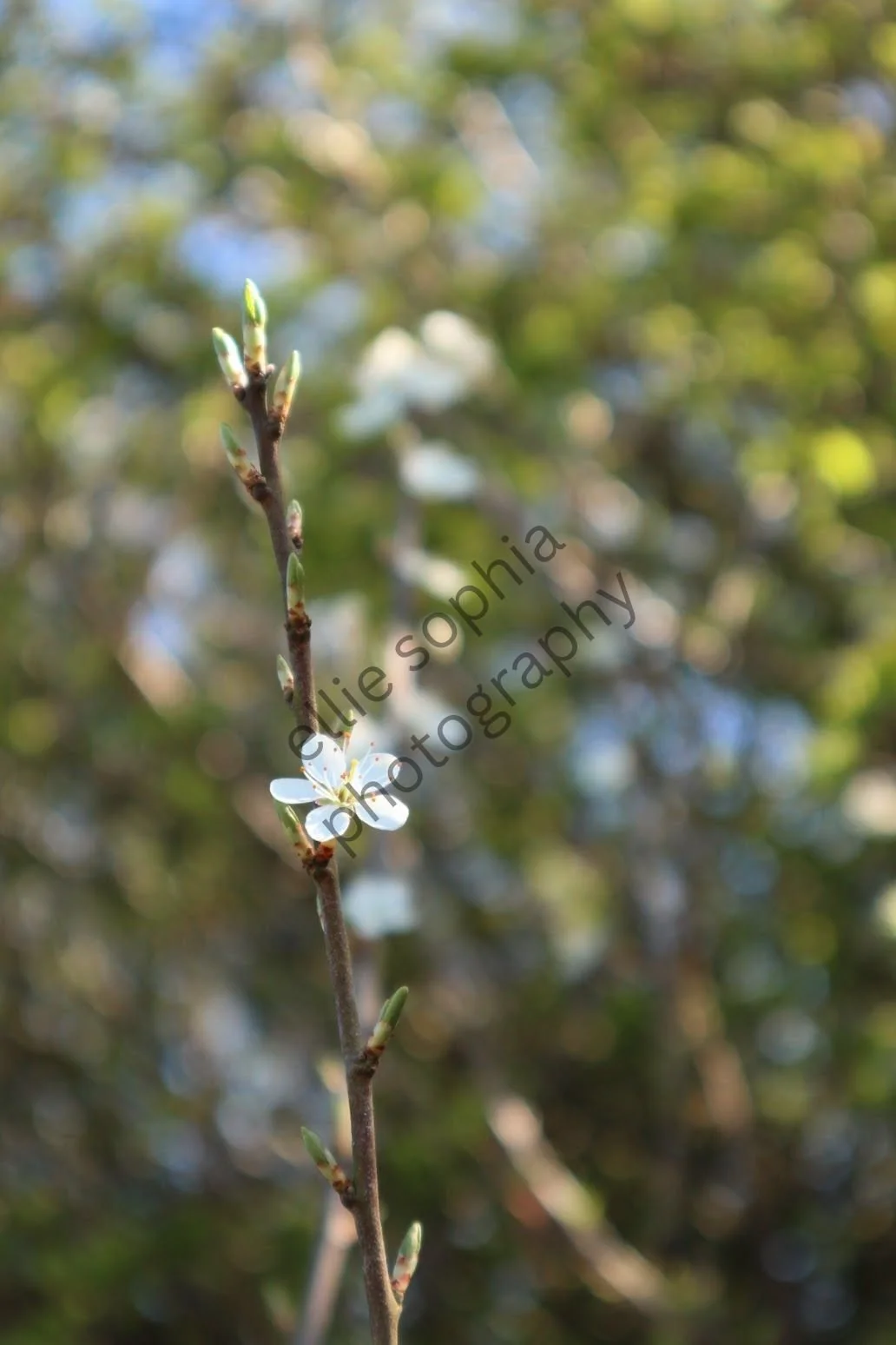 ellie sophia photography.jpg