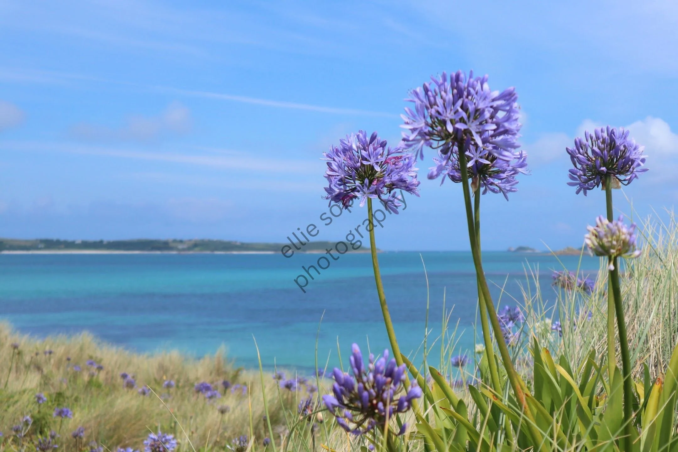 ellie sophia photography.jpg