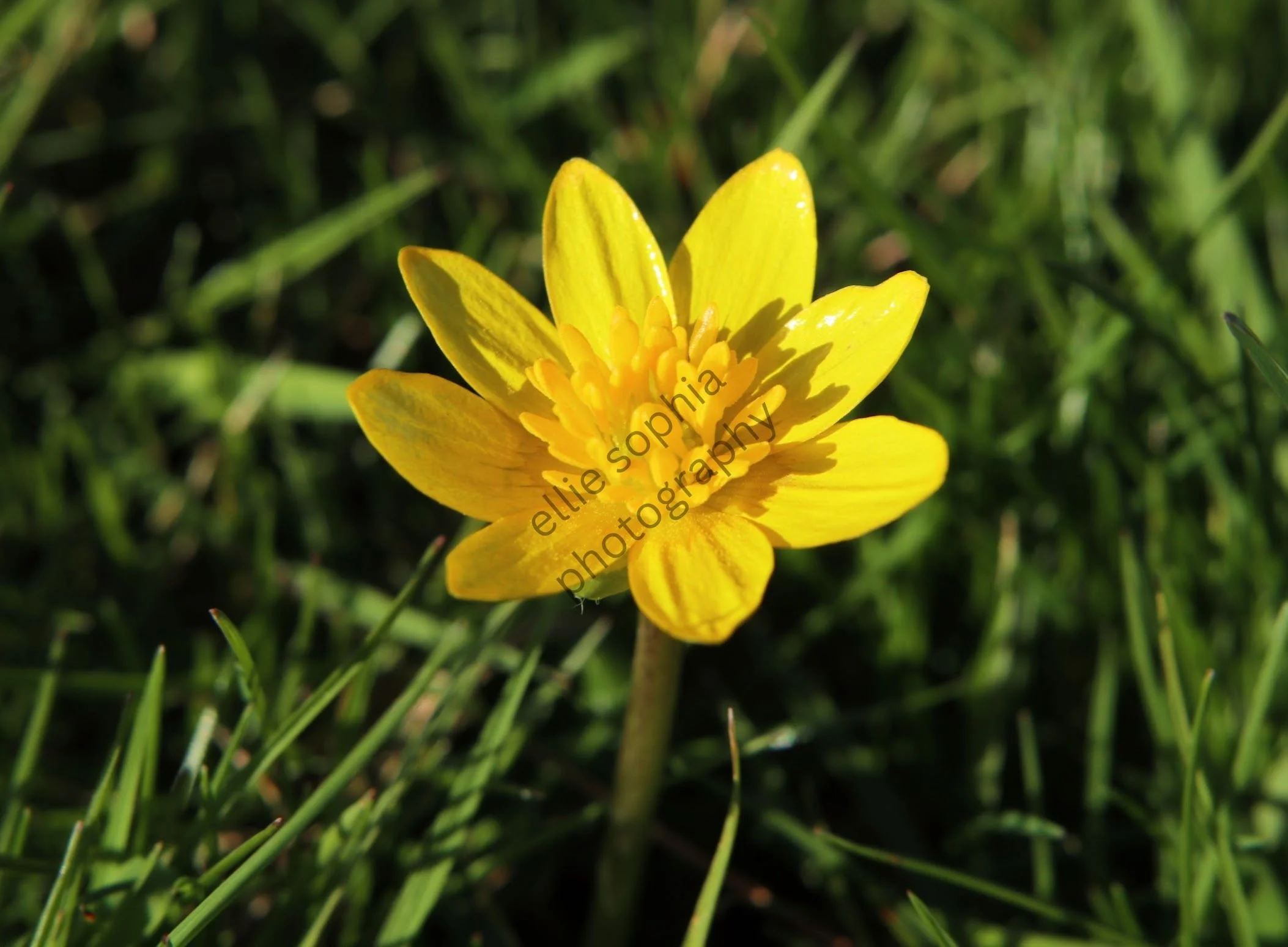 ellie sophia photography.jpg