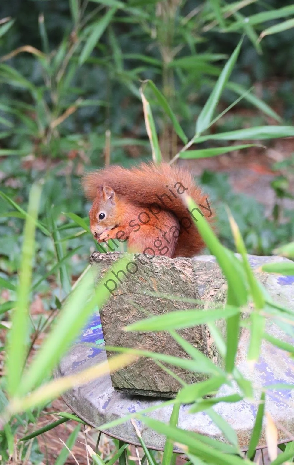 ellie sophia photography.jpg