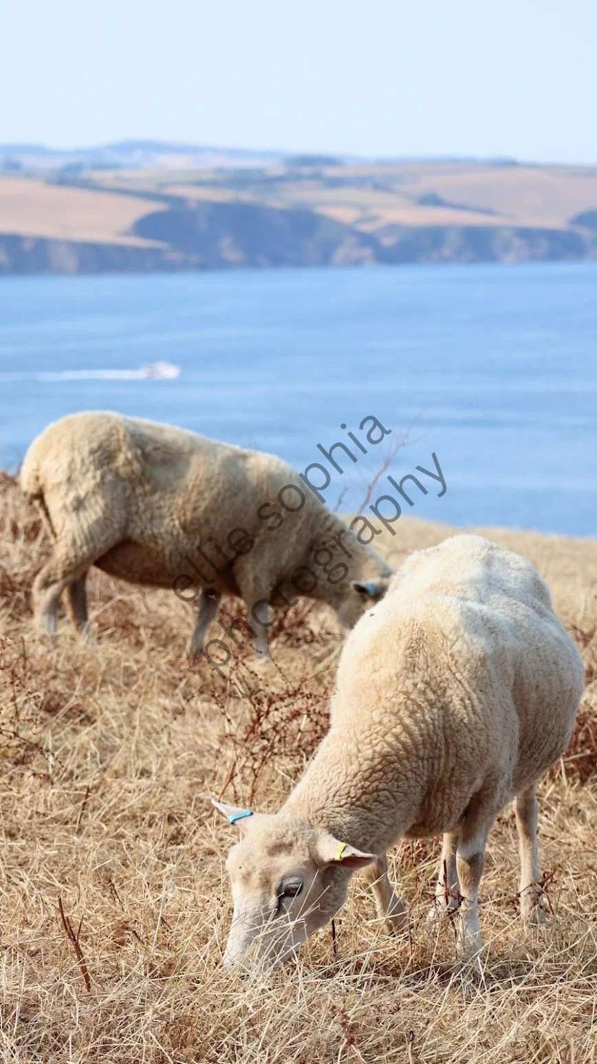 Mevagissey, Cornwall