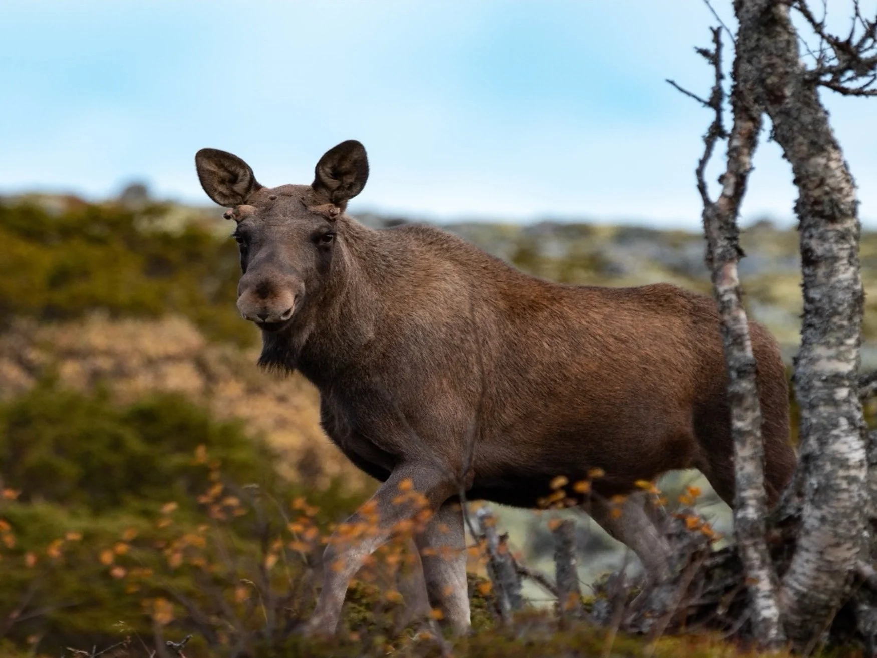 Moose Safari 