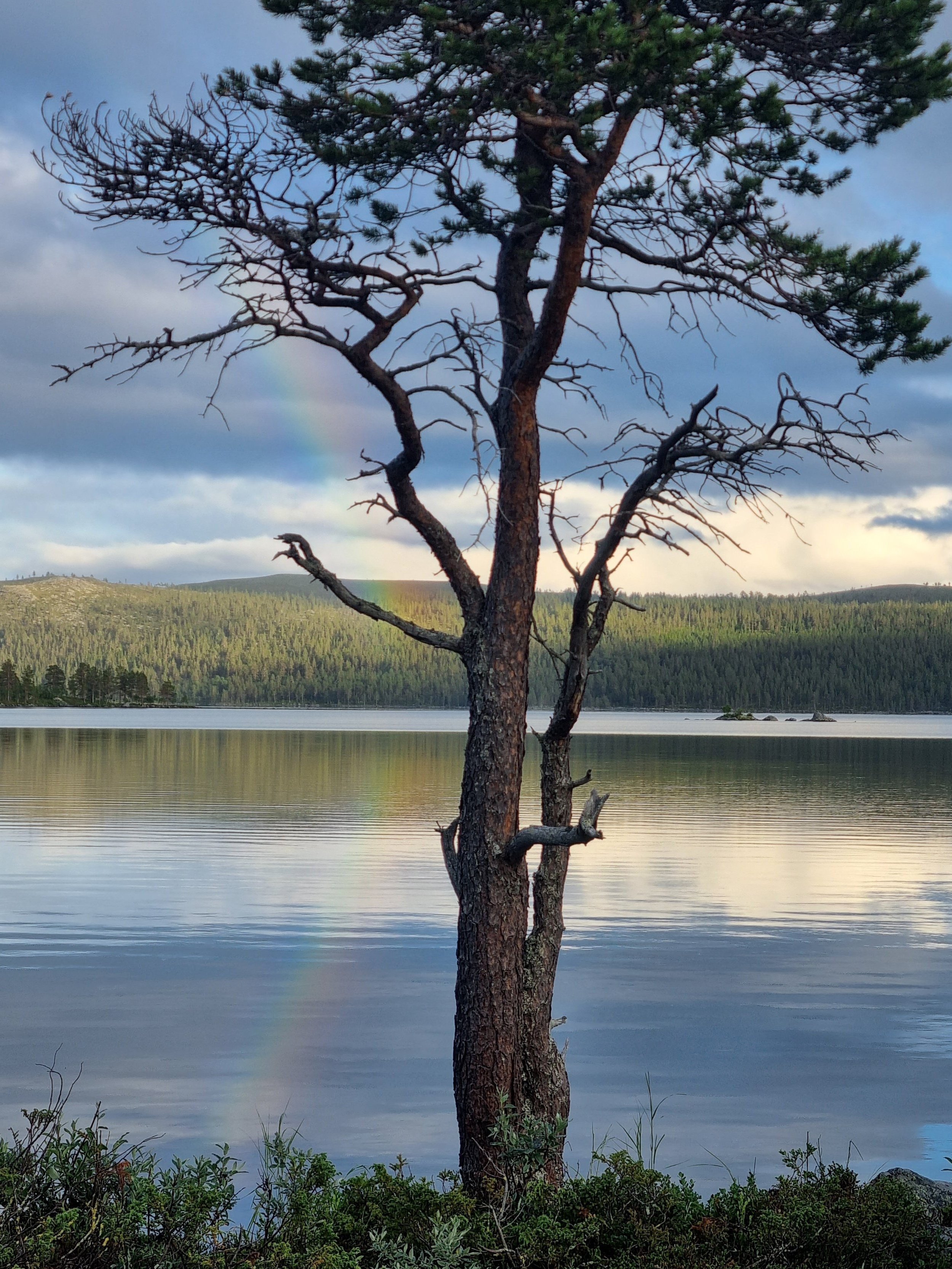 Tre med en regnbue over en rolig innsjø og skog i bakgrunnen.