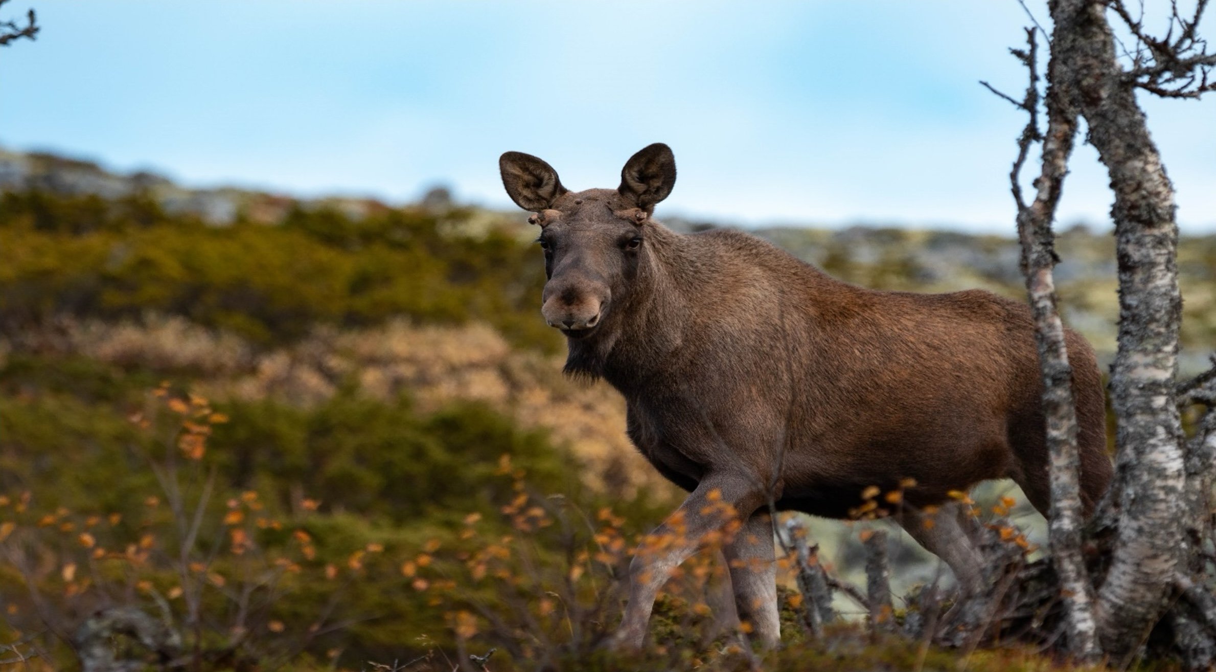 En elg som står i et naturlig, skogkledd landskap.