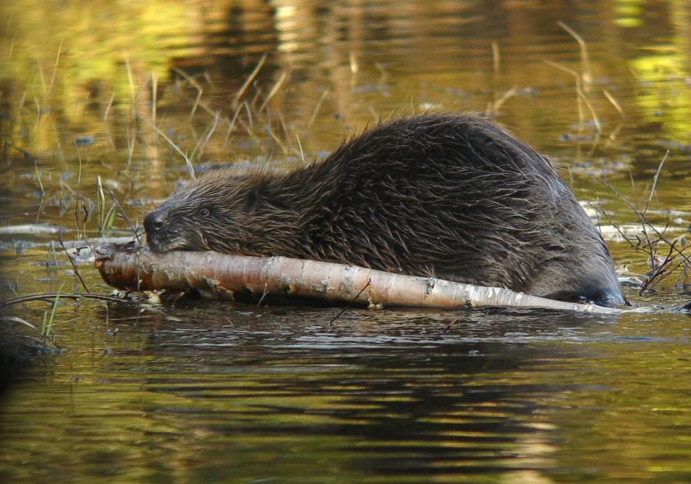 Bever som bærer en gren i et tjern