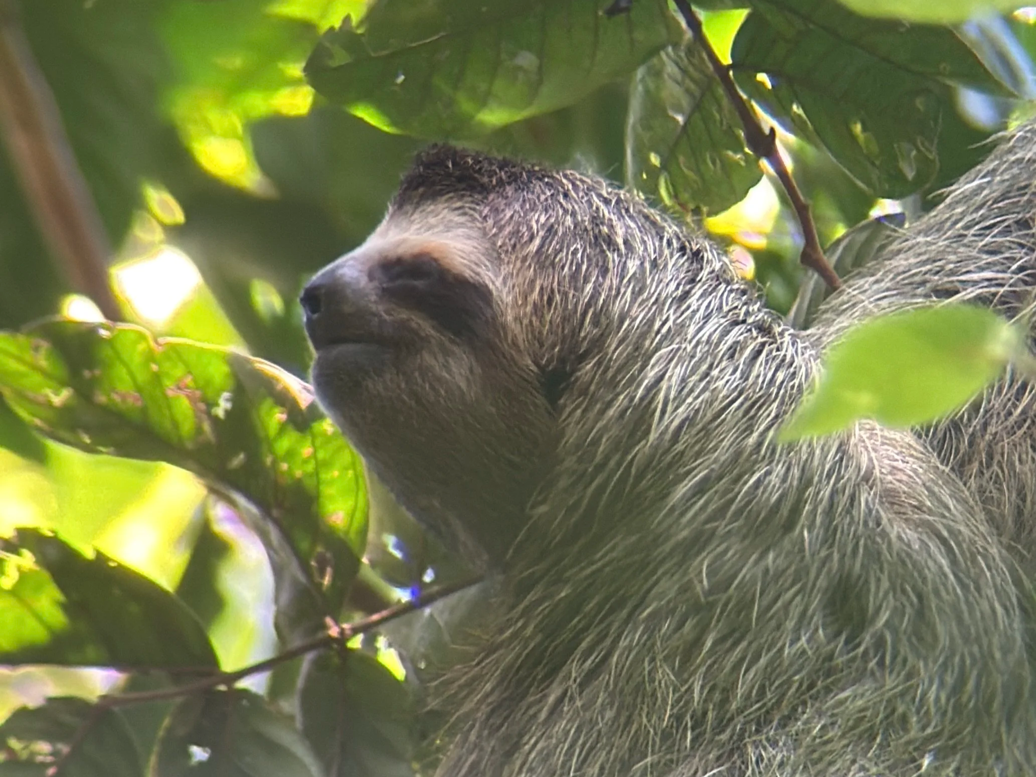 costa rica sloth