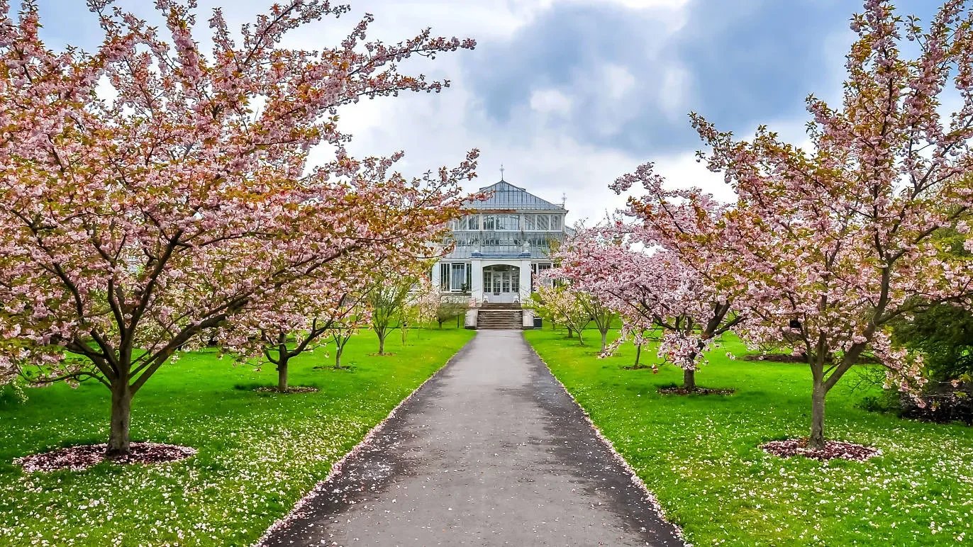 kew gardens blossom trees london
