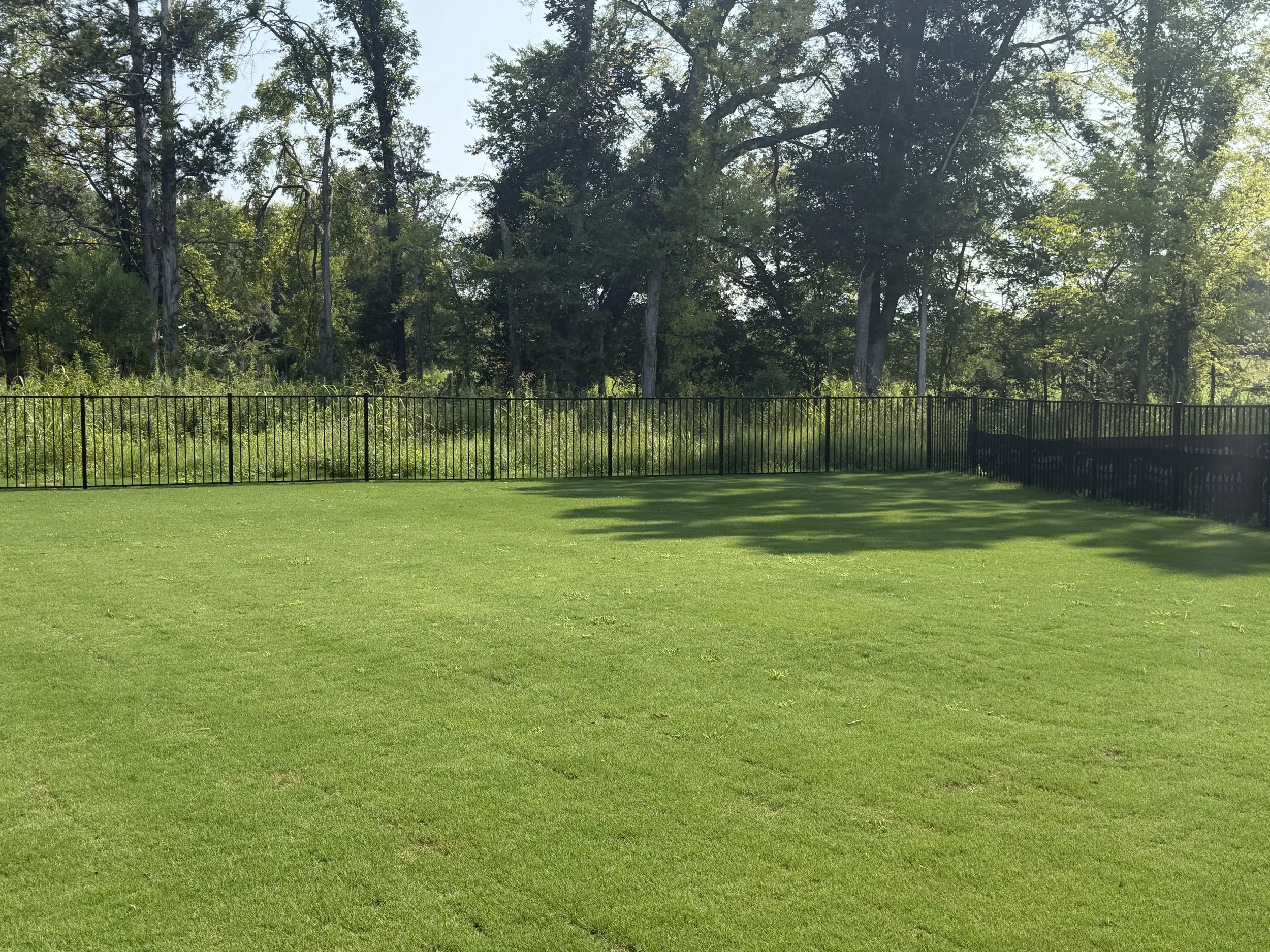 Green grassy yard with a black metal fence, backdrop of trees and bushes, sunny day.