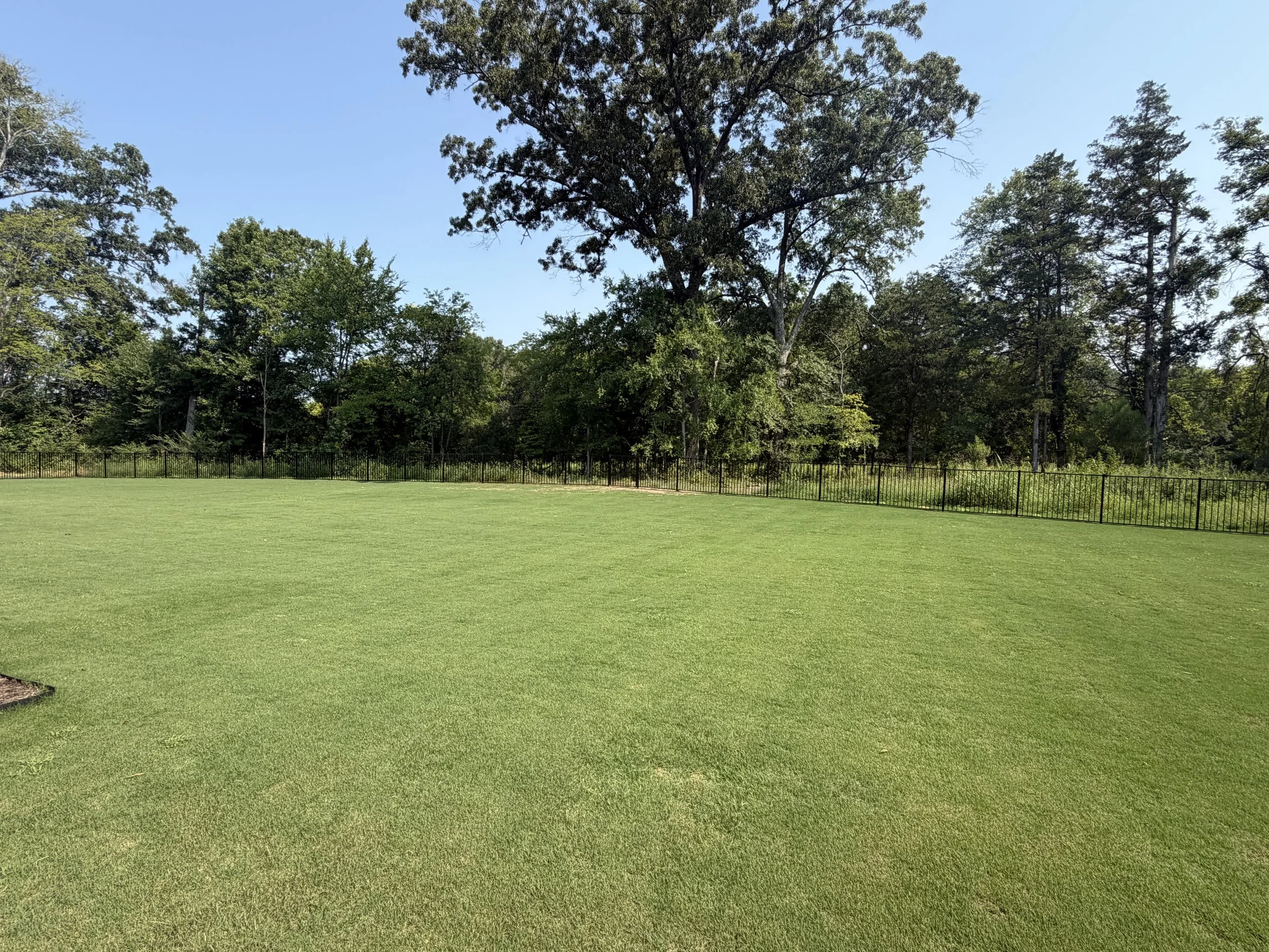 A grassy field with a black metal fence and a row of tall trees in the background under a clear blue sky.