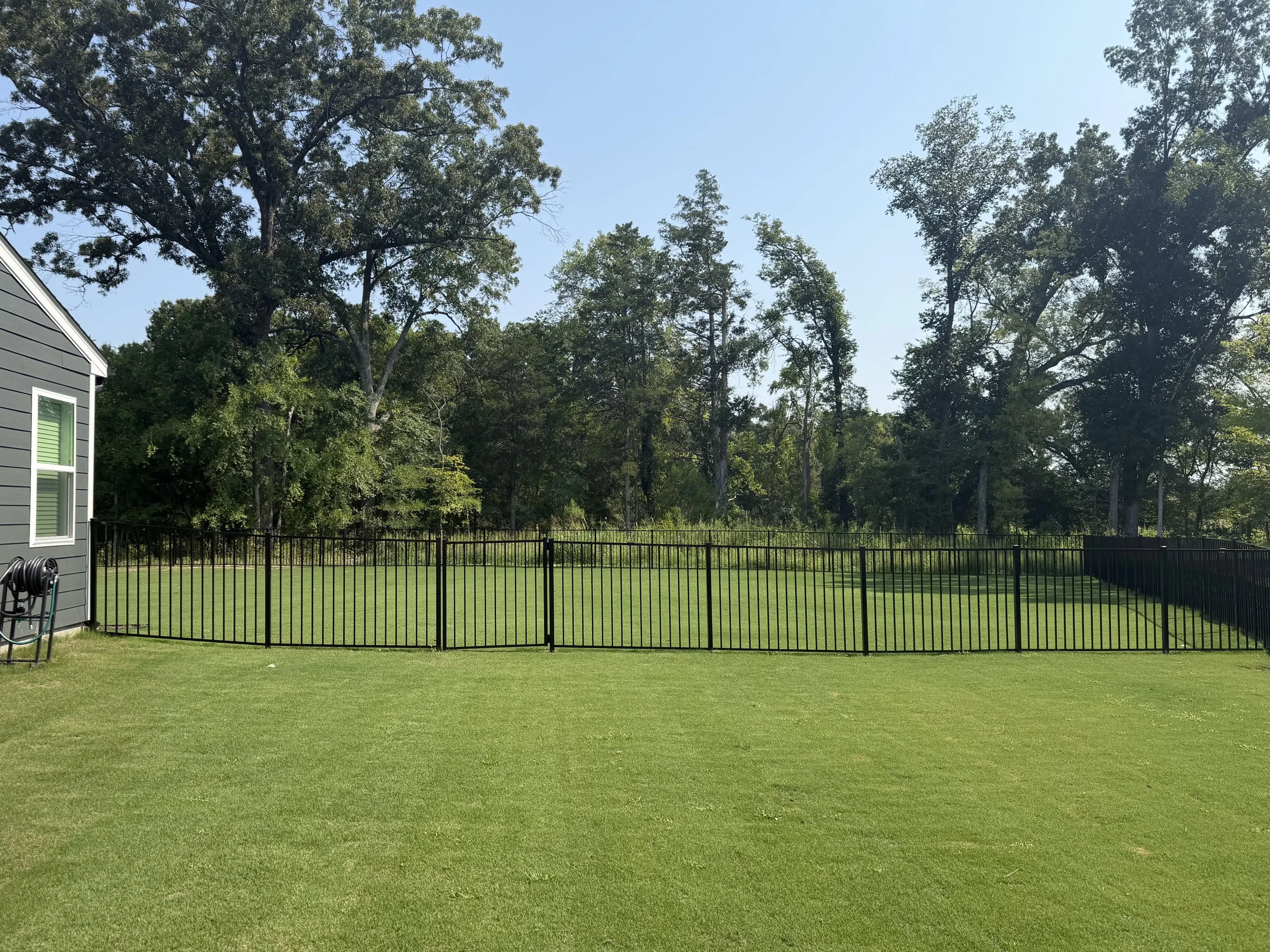 A backyard with green grass, a black metal fence, many tall trees with green foliage, and a partly visible house with gray siding and white windows on the left. The sky is clear and blue.