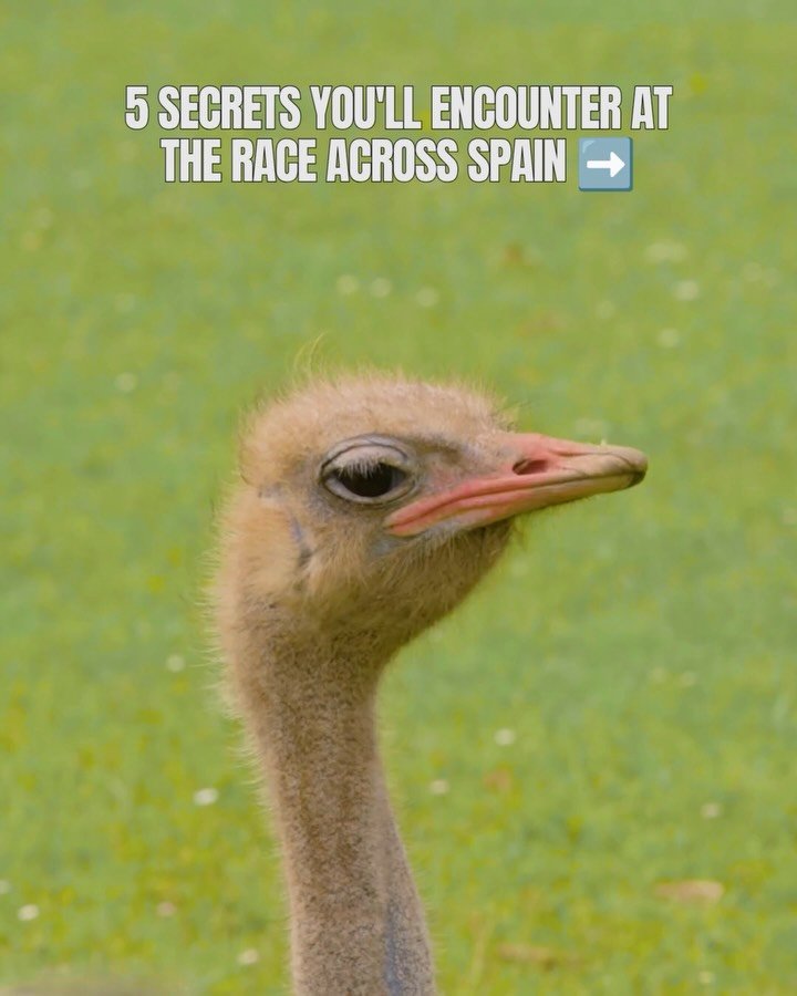🇬🇧5 Reasons to Take the Start of Race Across Spain This September 👇

🏜️ Jaw-dropping landscapes
Deserted roads, authentic villages, and breathtaking scenery at every turn of the pedals.

🔥 Legendary stories of pushing beyond your limits
Every ye
