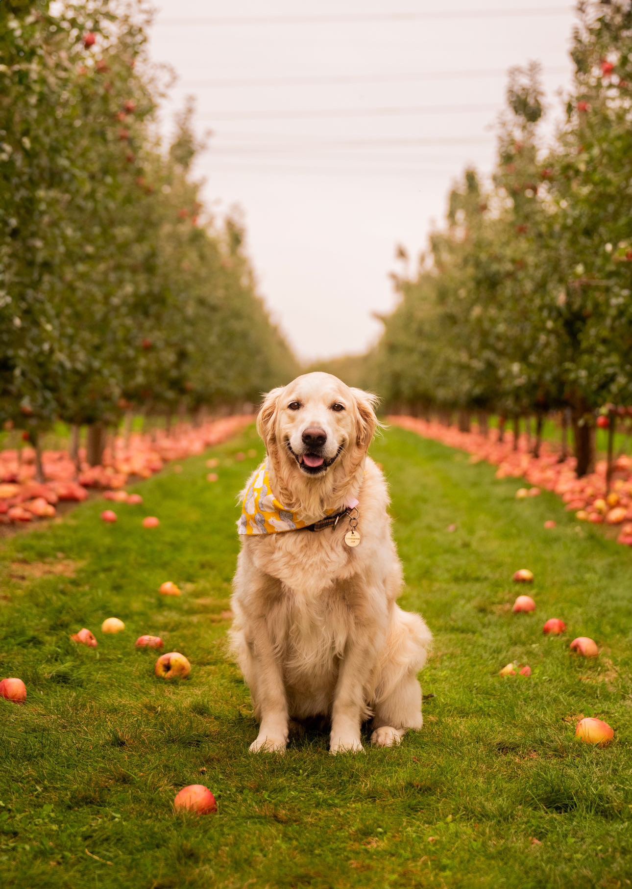 Golden Retriever Fall Meet-Up 2026