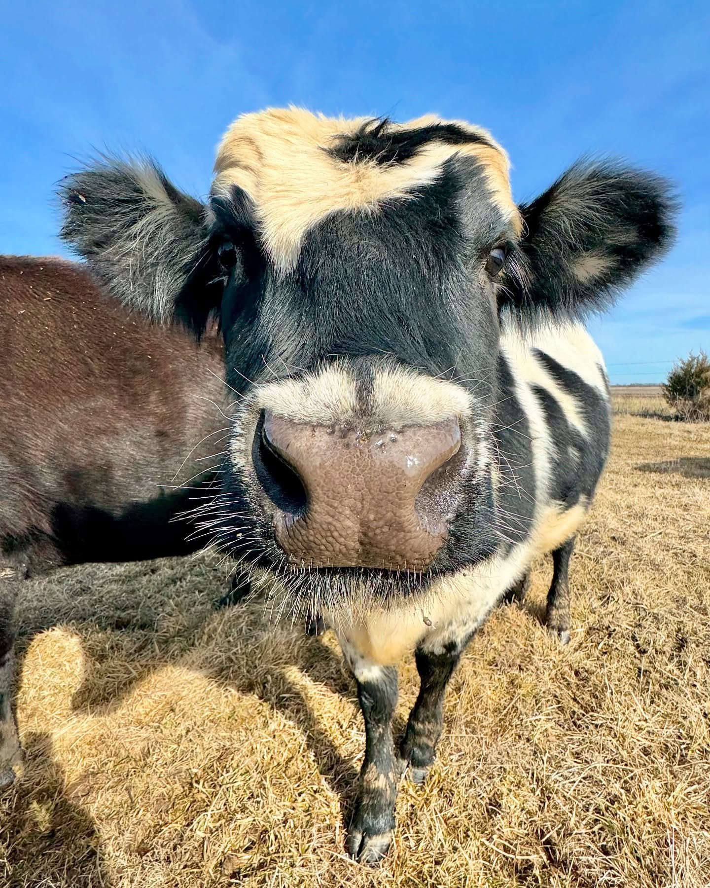 .
Meet Miss Dolly. 

I&rsquo;m sure she will become a frequent flyer here - you&rsquo;ve been warned&hellip;.And can we take a moment for those lashes. Just look at em! 

Dolly loves pop-tarts, head scratches, tolerates apples and warming up to banan