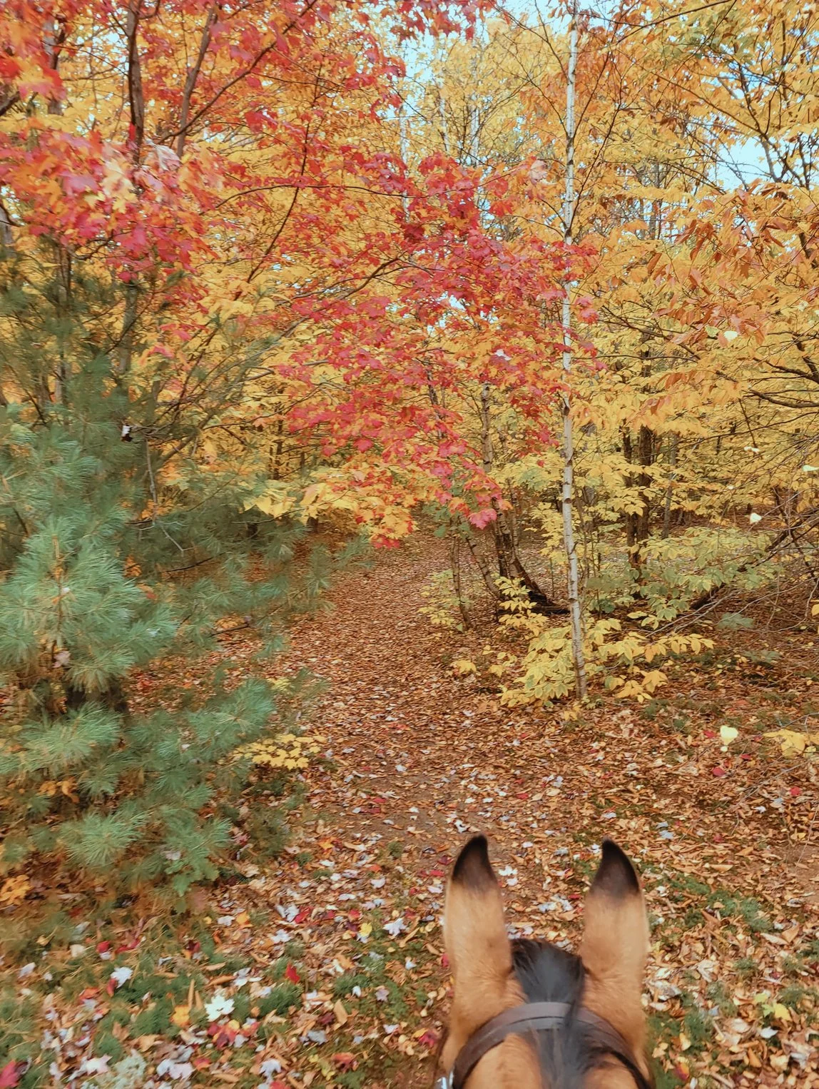 Screenshot 2025-04-03 at 6.20.28 PM copy.jpg