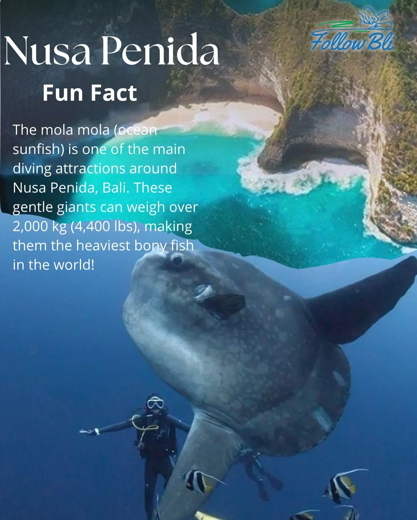 Face to fin with the ocean&rsquo;s gentle giant 

#nusapenida #nusapenidatrip #balitravel #travelnusapenida #bali #molamola