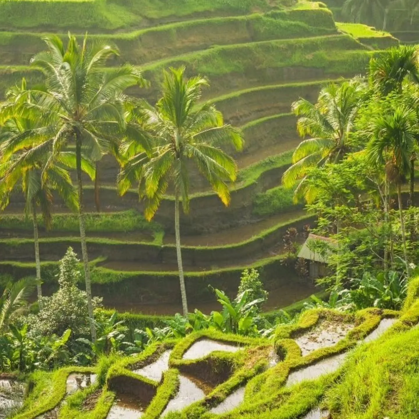 Tegalalang Rice Terrace,a world-heritage beauty carved by tradition.
