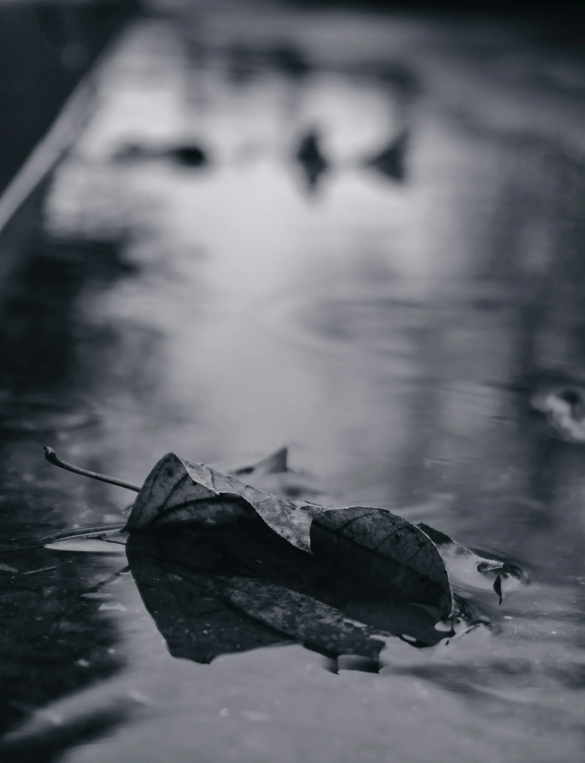 Close-up of a fallen leaf floating on water with a blurred background of a boat.