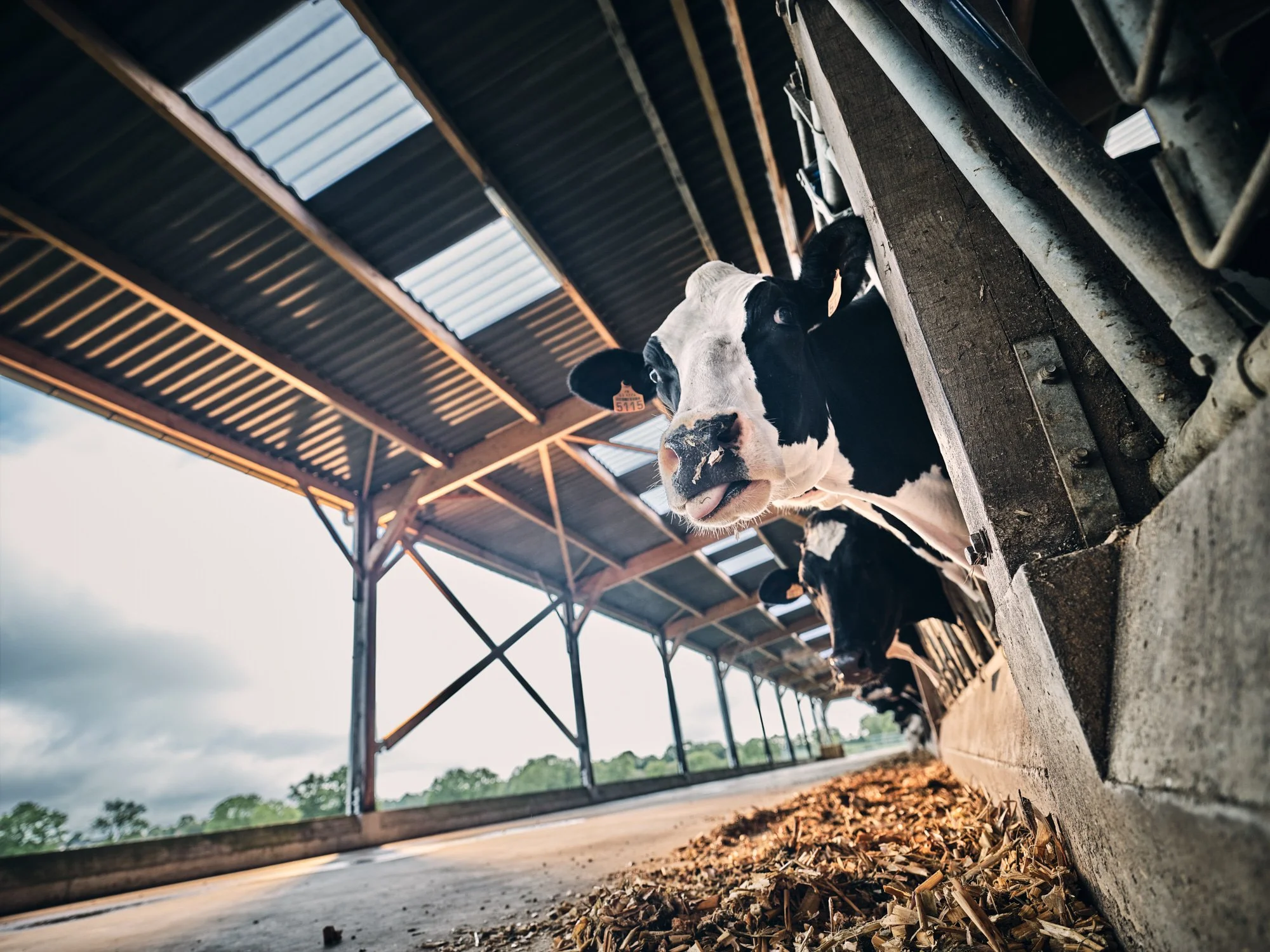 anne-bergeron_B7 - Cow Eat Barn-0675_HD_web.jpg