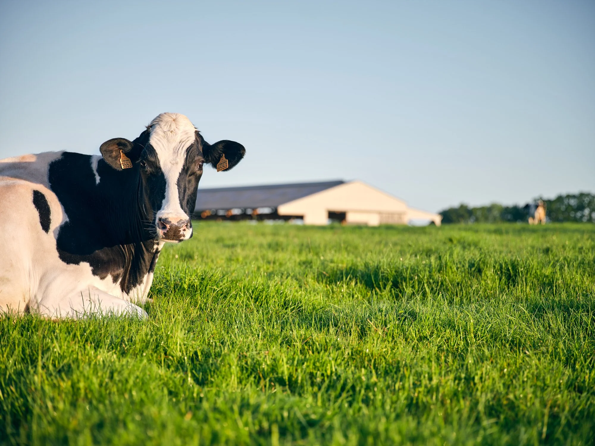 anne-bergeron_B13 - Cows field barn background-0453_HD_web.jpg