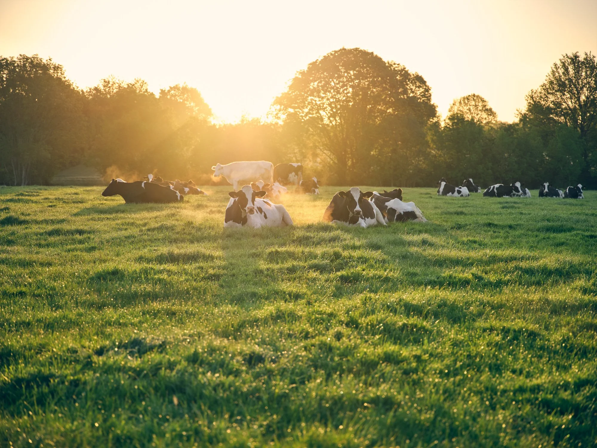 anne-bergeron_B11 - Multiple Cows-0368_HD_web.jpg