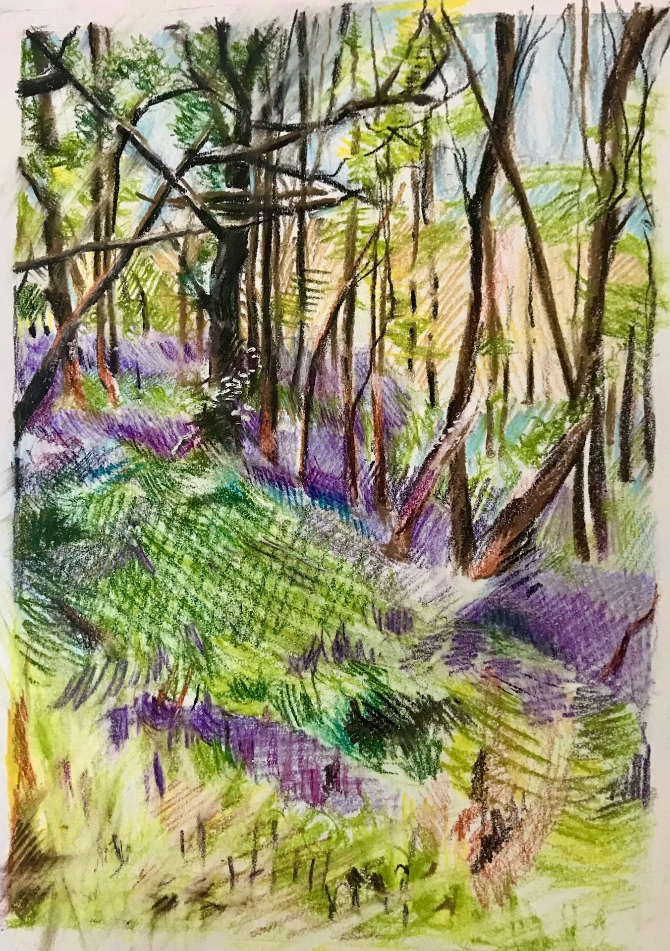 First Bluebells Sketch