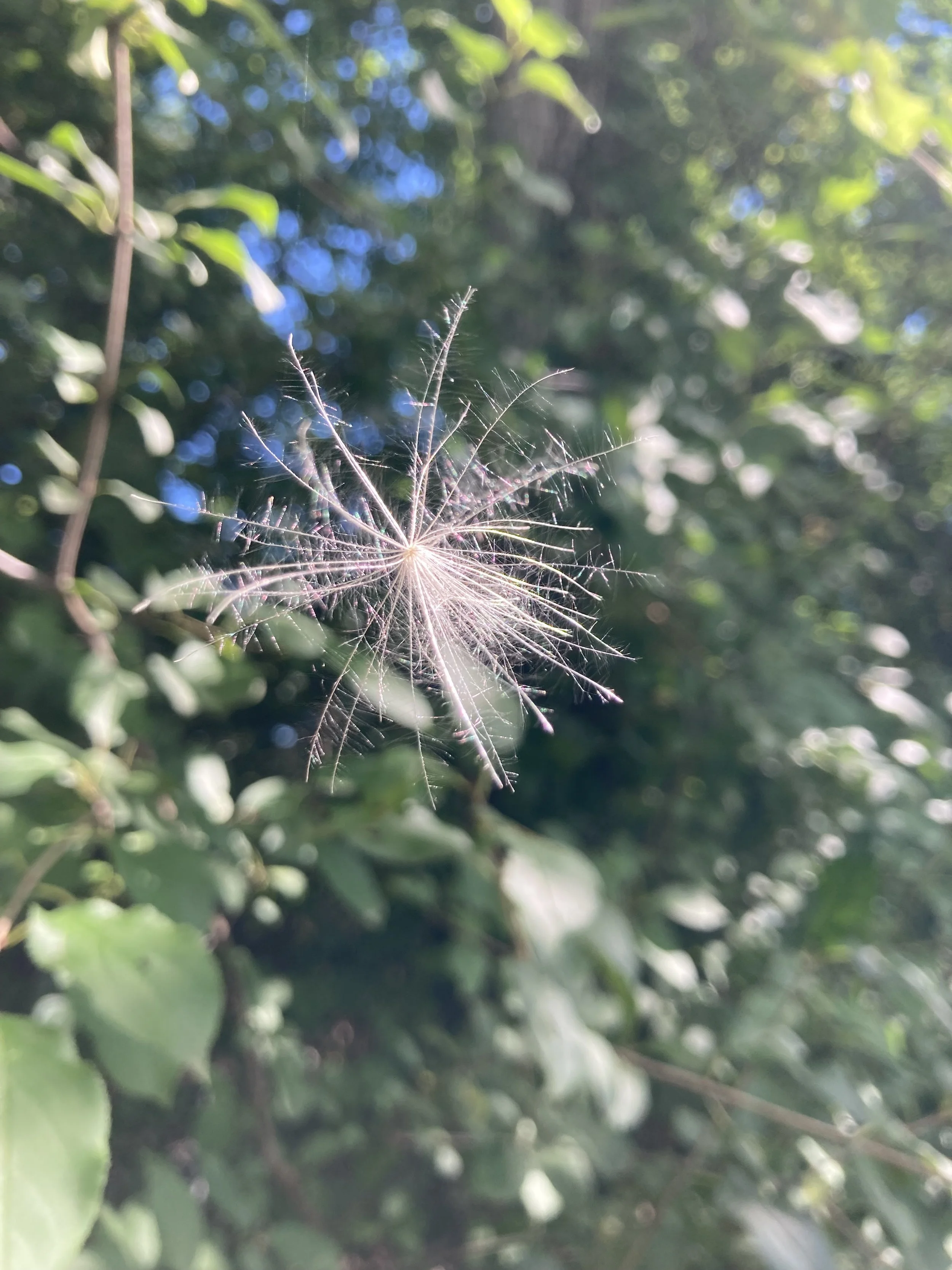 Feathery dandelion fruit sparkling in sun