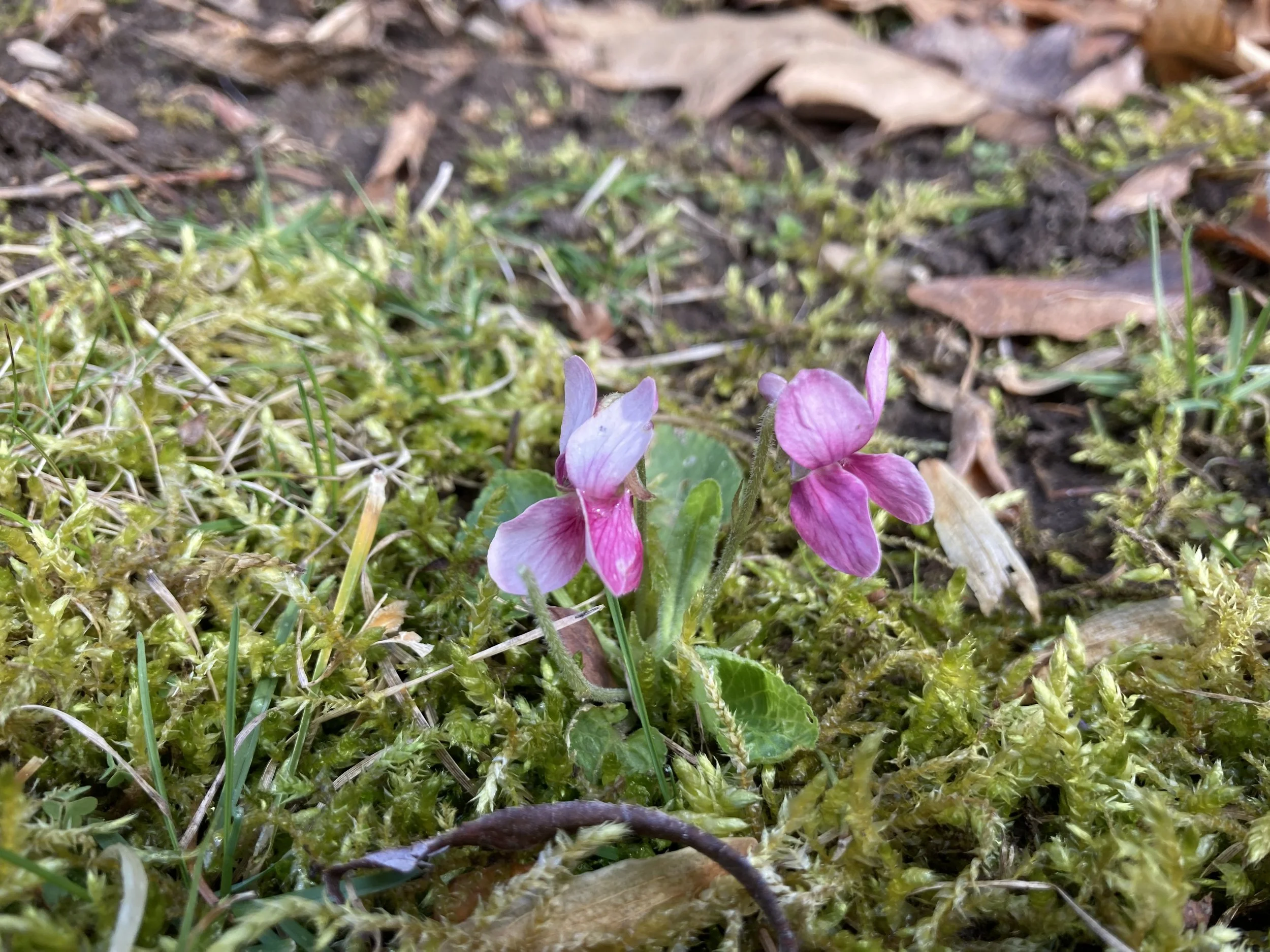 pink violets in moss