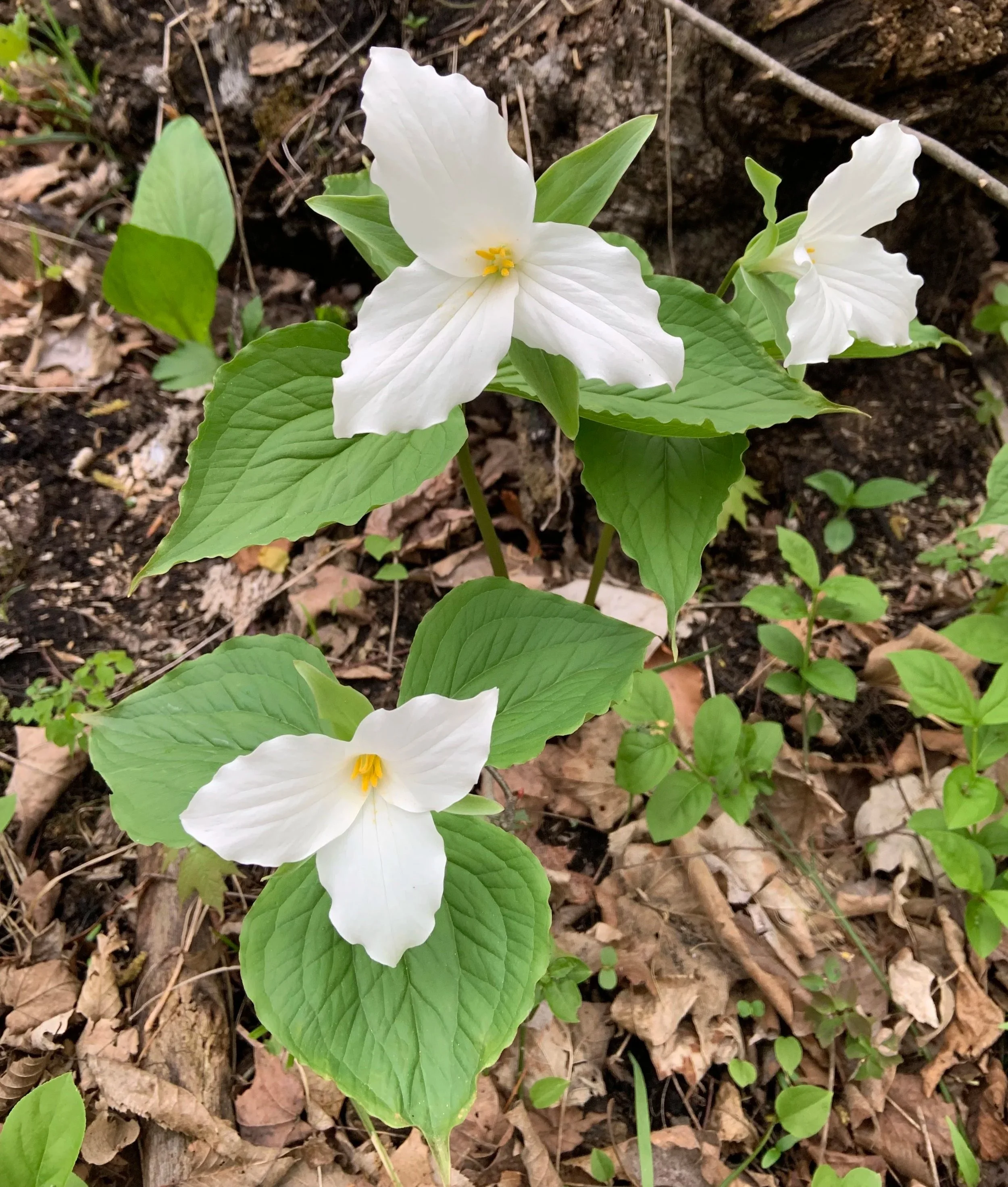 white trilliums