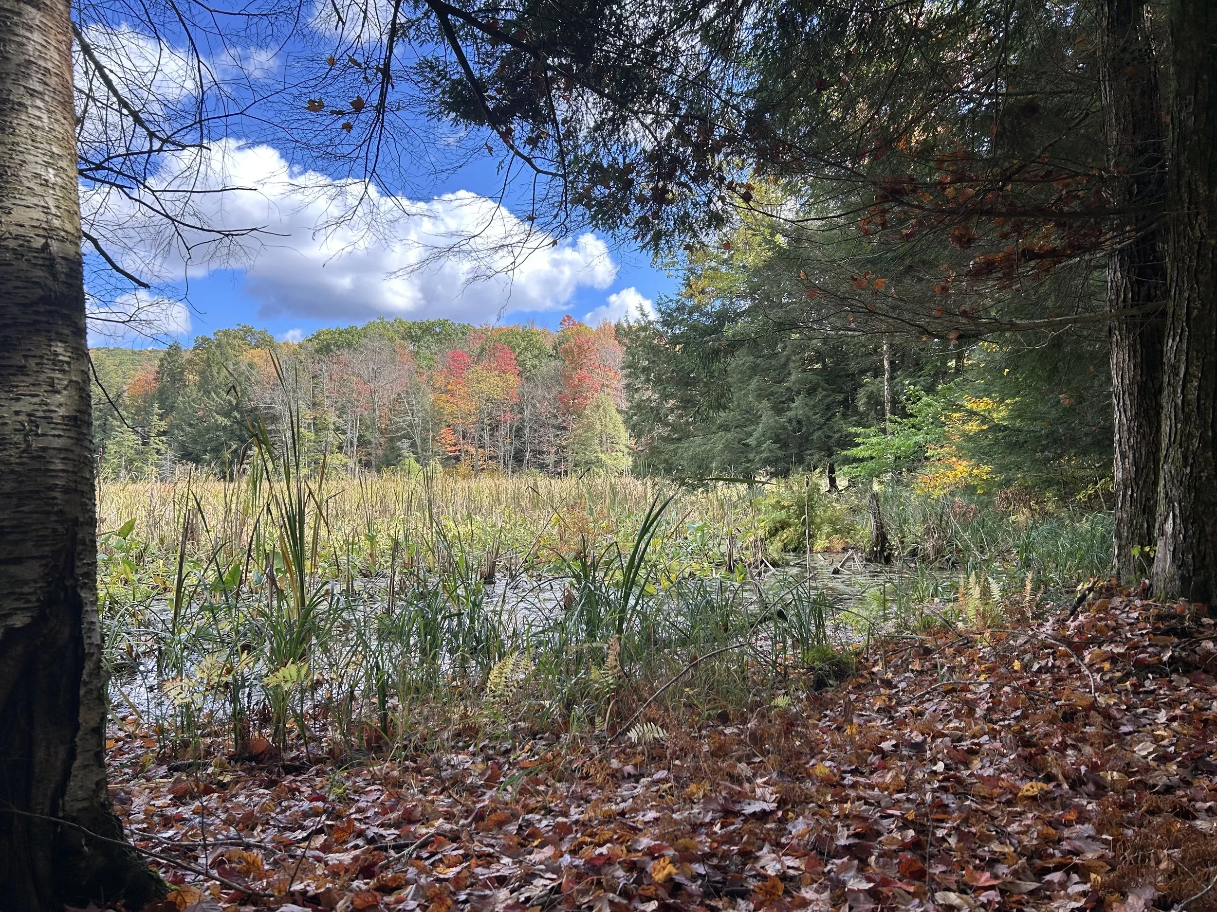 Trees in forest starting to change to fall colors