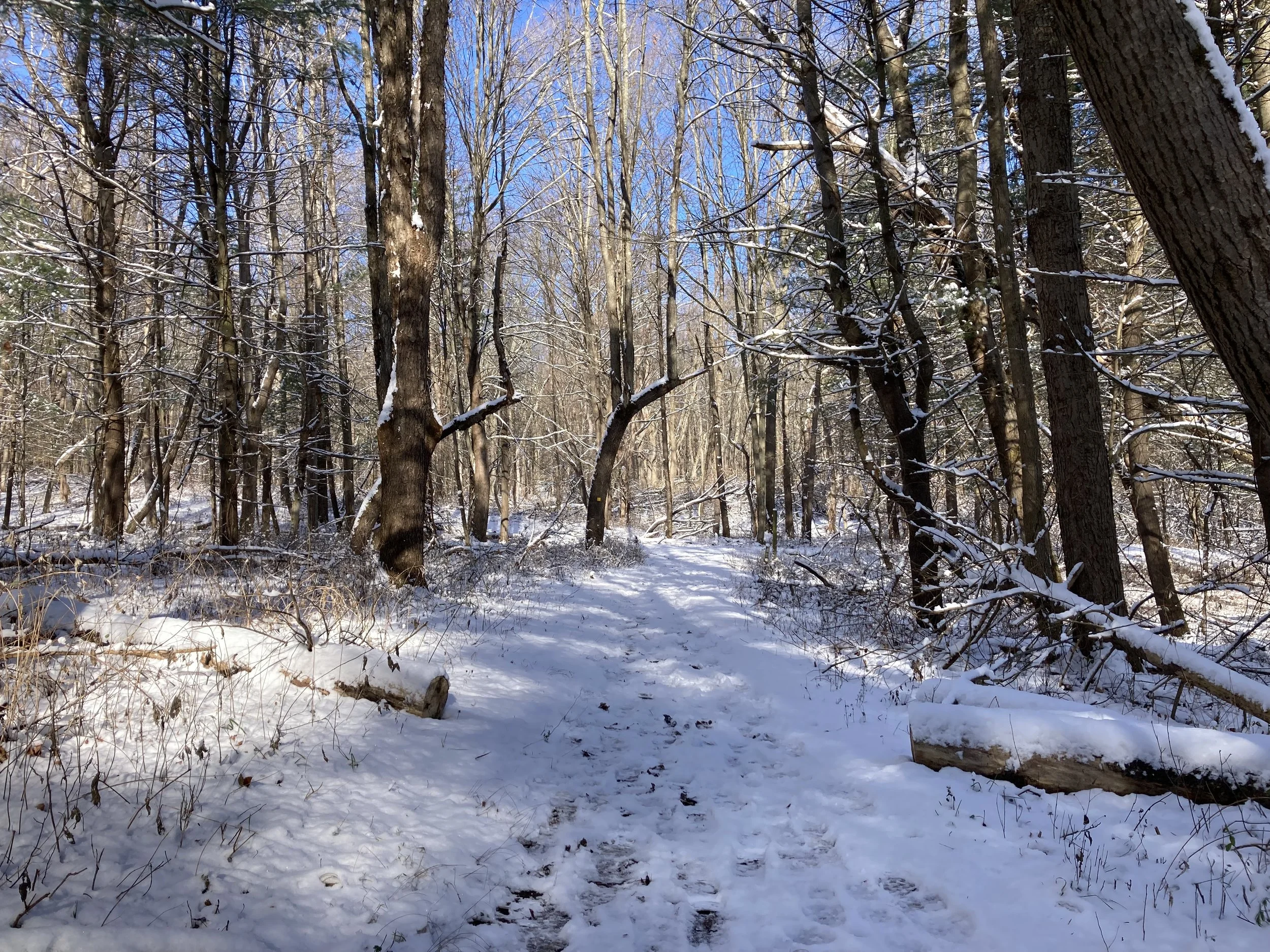 Snowy winter woods