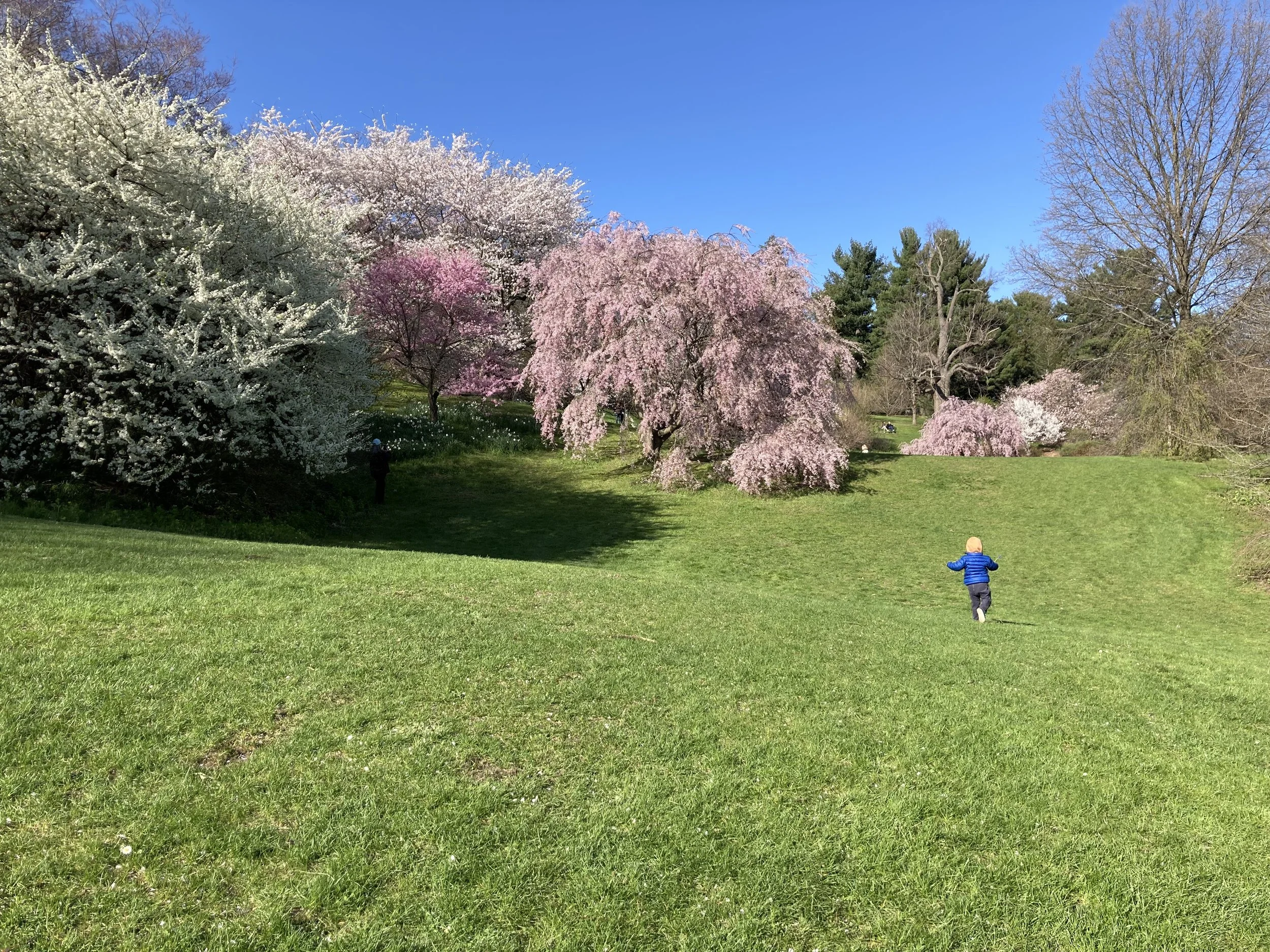 child running in grass surrounded by flowering trees