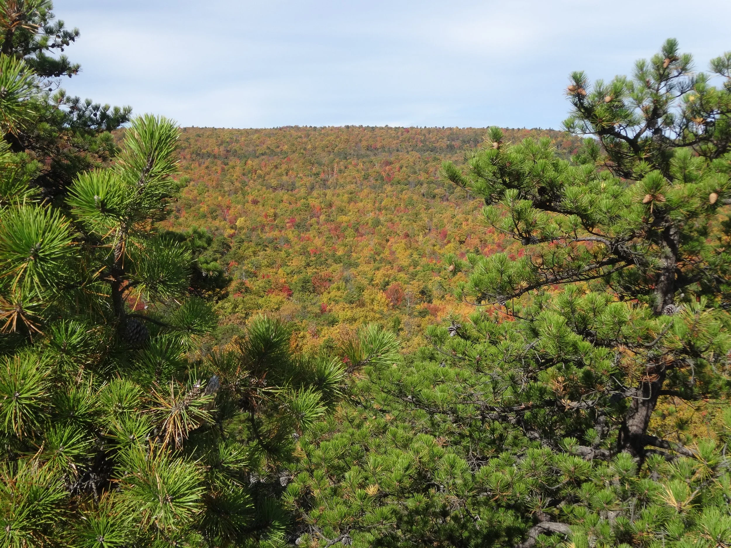 Fall foliage in mountains