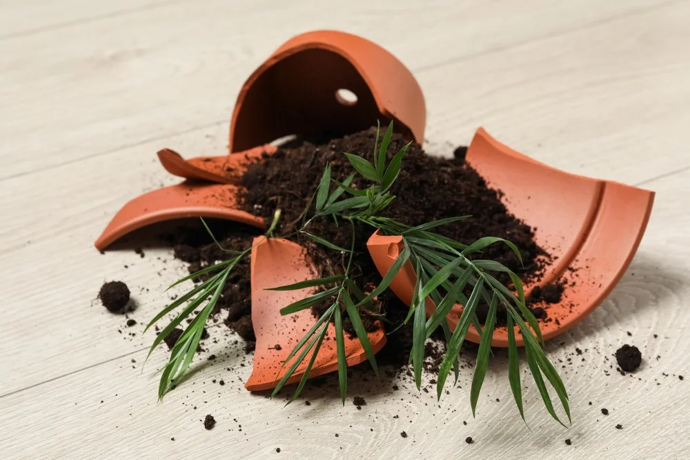 When to Refresh vs. Replace Commercial Planters
