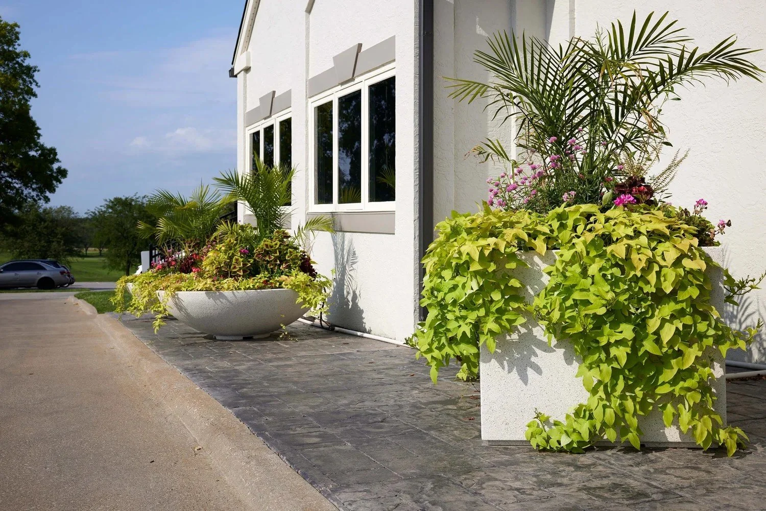 Top Summer Flowers for Commercial Planters that Thrive in Heat