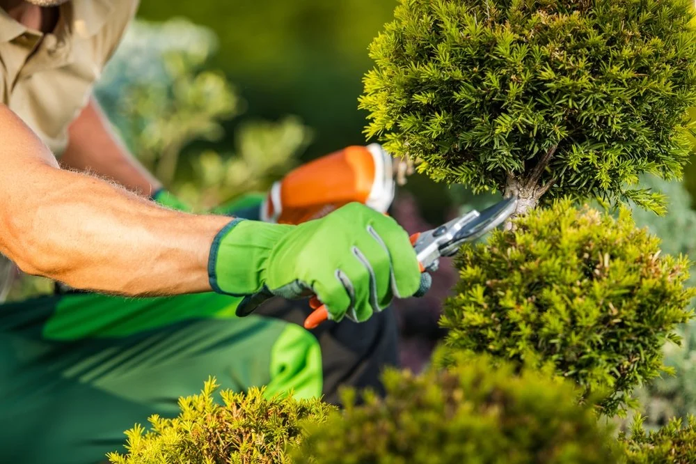 Planters - image of a gardener trimming a tree