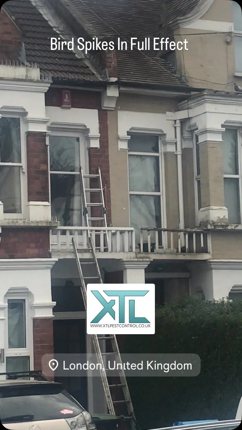 A customer was having issues with feral pigeons, bird spikes were put in place with instant results.
www.xtlpestcontrol.co.uk
#pestcontrol #pigeons #pestcontroller #xtlpestcontrol #london #hertfordshire #pestcontrolservice #birds
