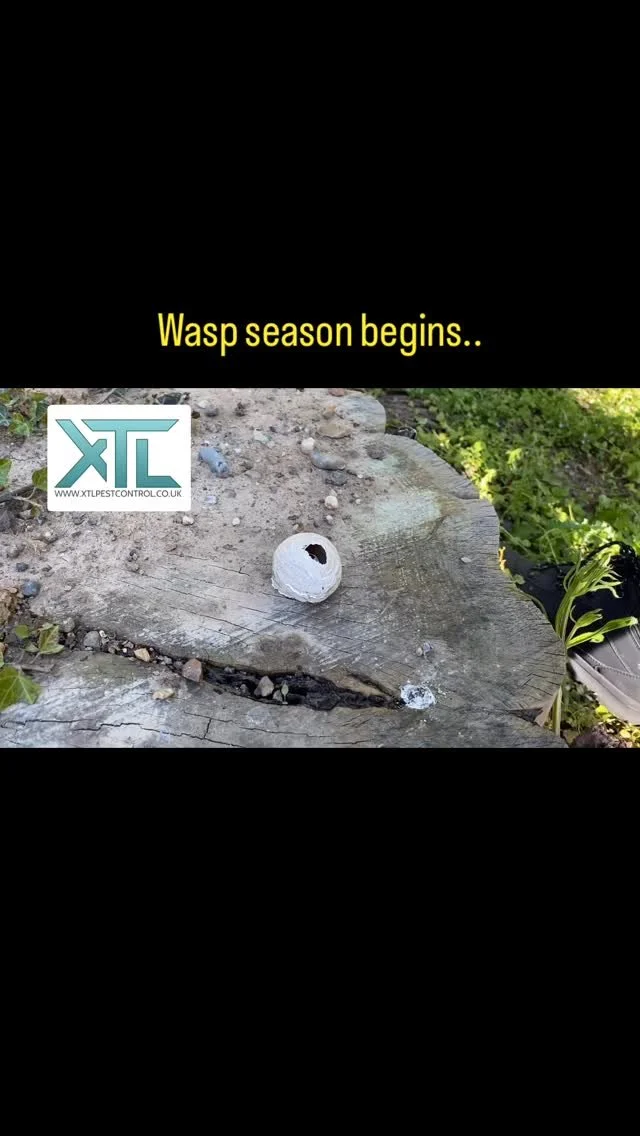 If you have a wasp infestation, get in contact with XTL Pest Control Ltd today for a fast and efficient service.
Tel: 07514221766
Email: info@xtlpestcontrol.co.uk
#wasps #wasp #waspnest #pestcontrol #xtlpestcontrol #pests #insects #nest #uk #pestc