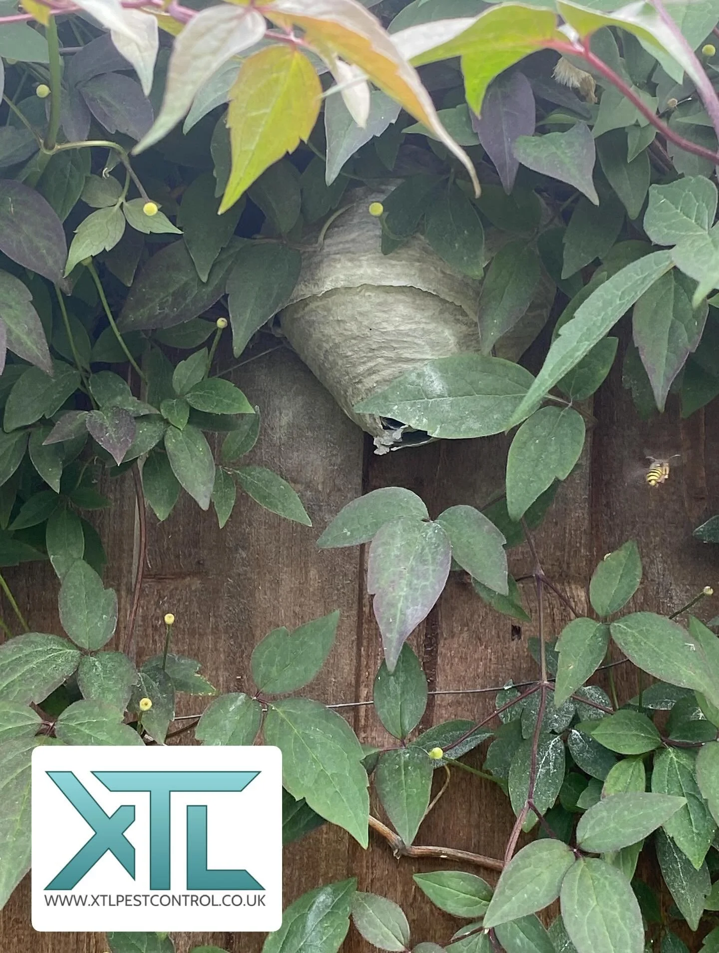 We usually get call outs for wasp nests in the eaves of roofs, sheds, lofts etc but this one was sitting slightly tucked under some plants on a fence.
Unable to sit in their garden due to the wasps being quite aggressive and dishing out a few sting