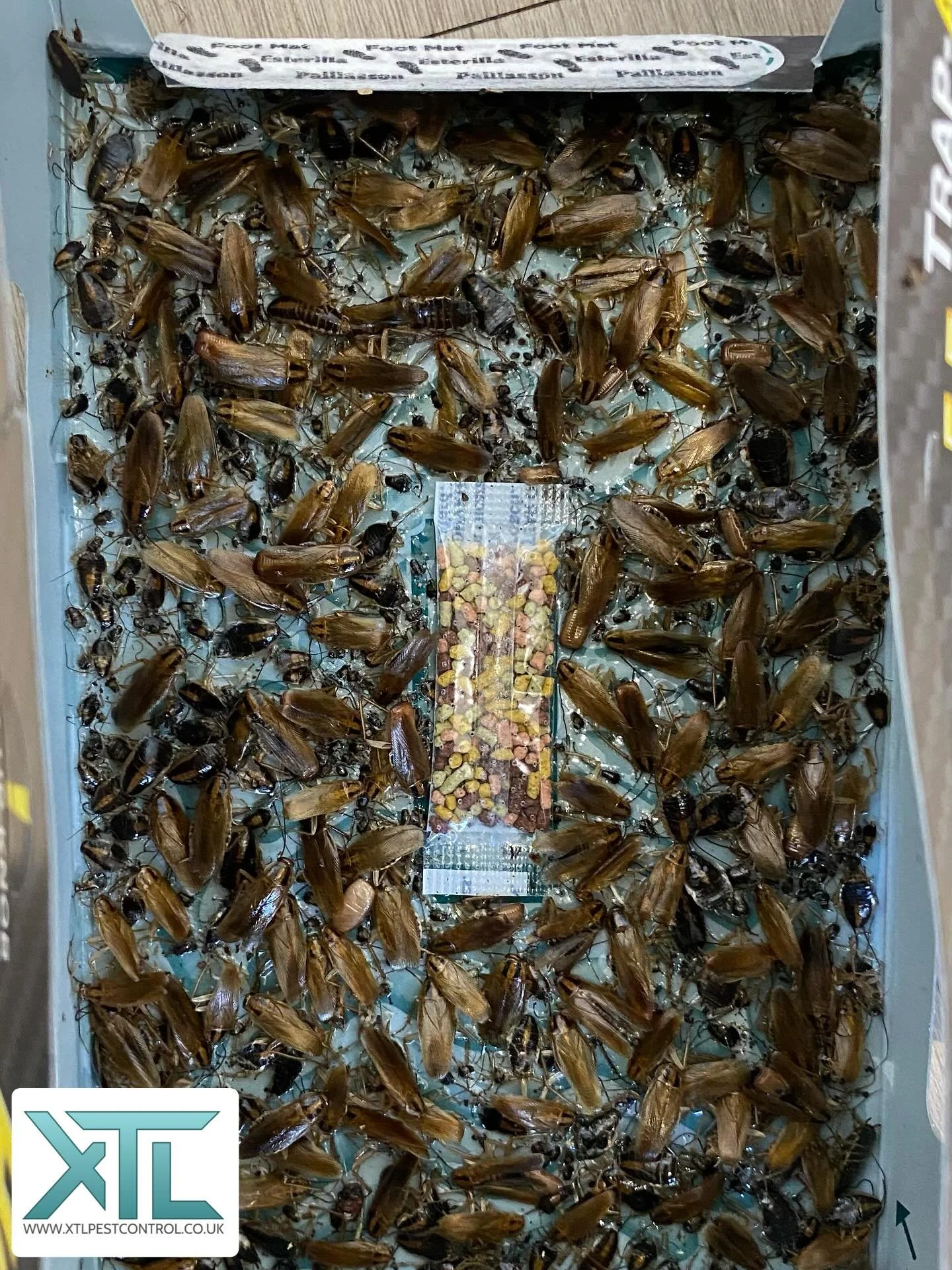 Heavy cockroach infestation under control by 90% from the first visit. Last few stragglers dealt with and completely eradicated on the 2nd visit.
#pestcontrol #cockroach #pestcontroller #pests #insects #xtlpestcontrol #germancockroach