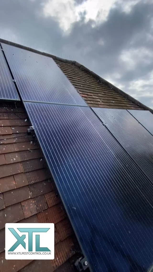 Pigeon proofing with solar panel mesh and spikes for Kings Langley Parish Council.
#pigeons #solarpanels #pestcontrol #birds #pestcontrol #xtlpestcontrol #kingslangley #hertfordshire
