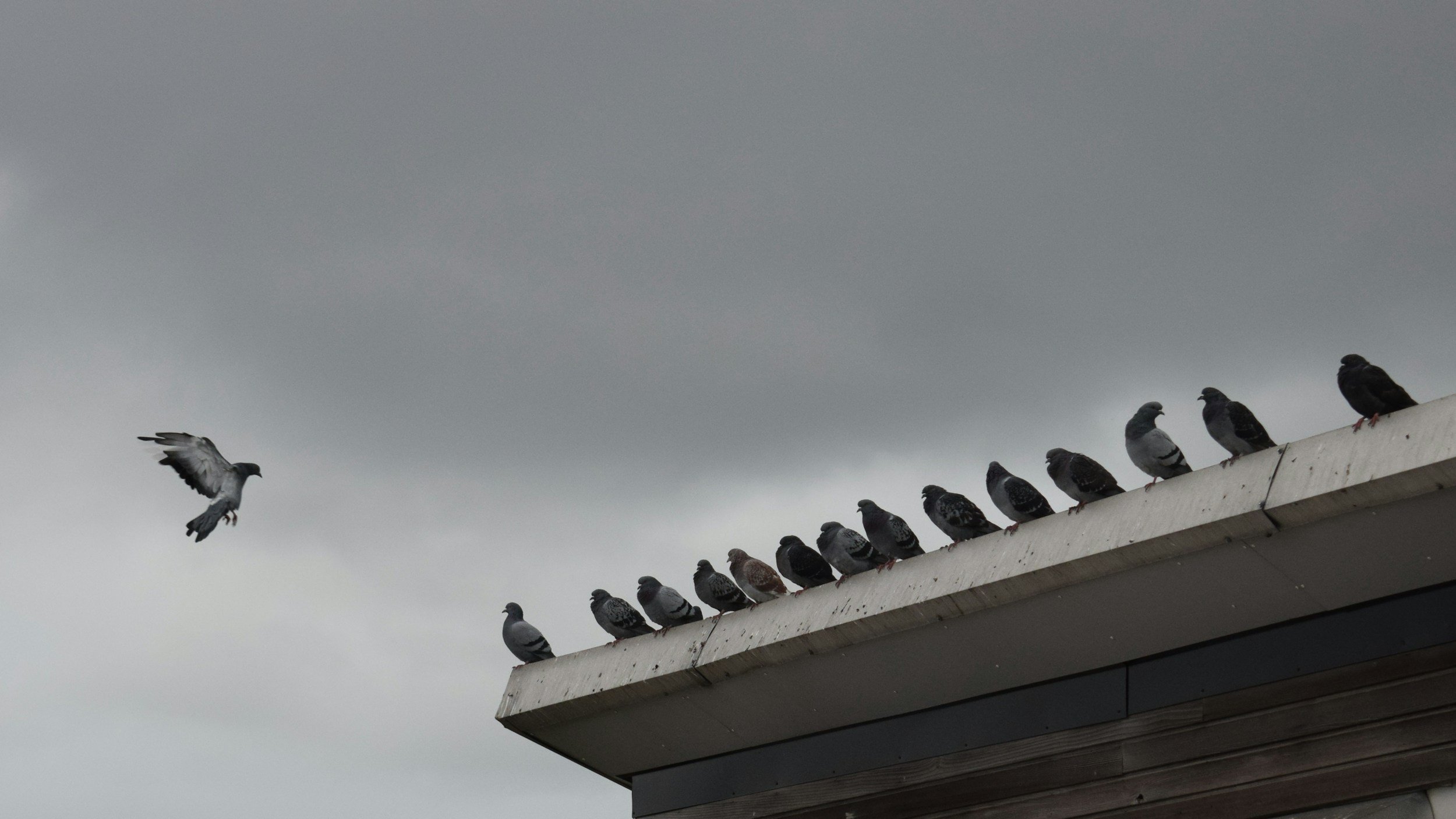 A group of pigeons perched on a building's roof edge with one pigeon flying in the cloudy sky.