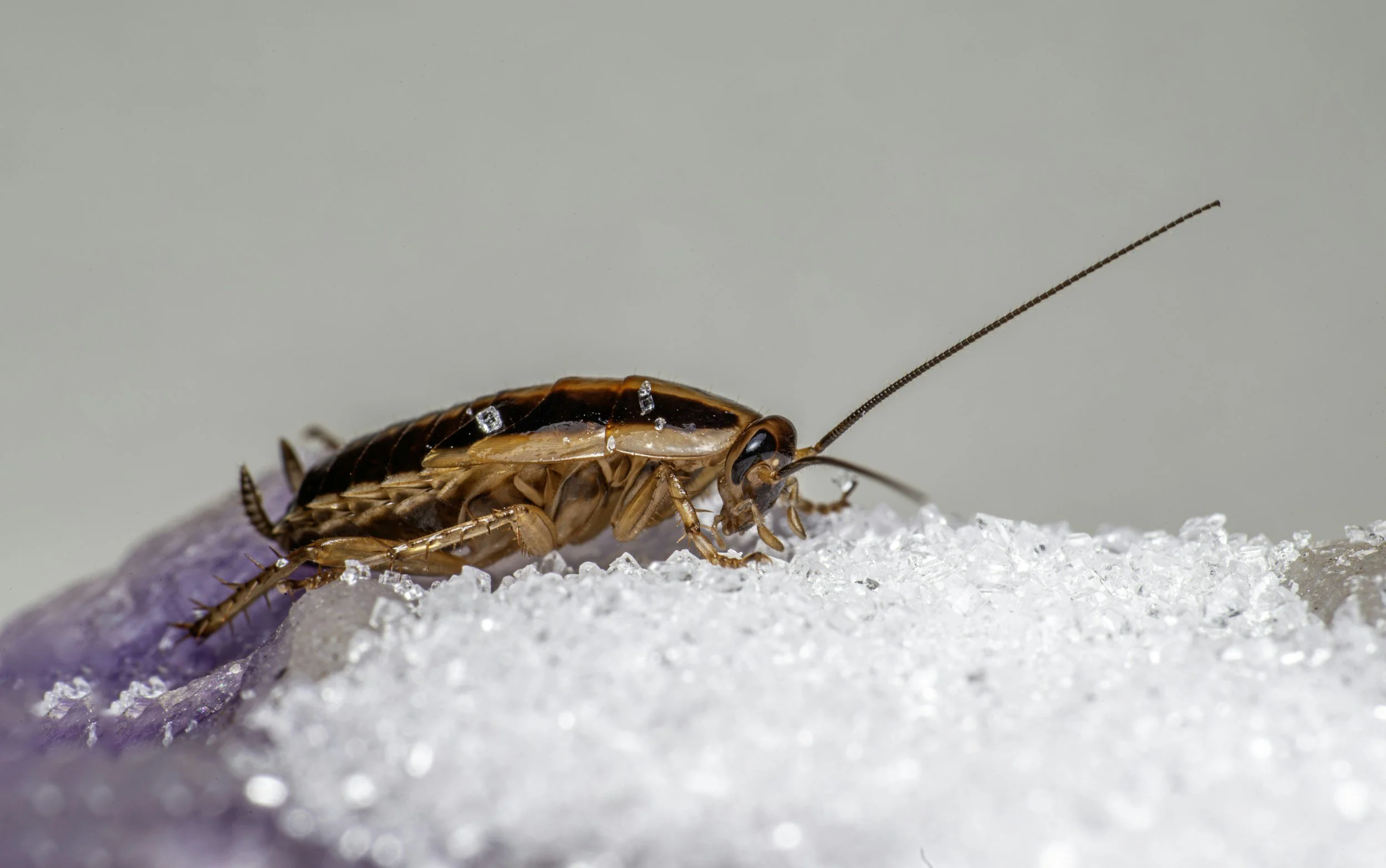 german cockroach in hertfordshire