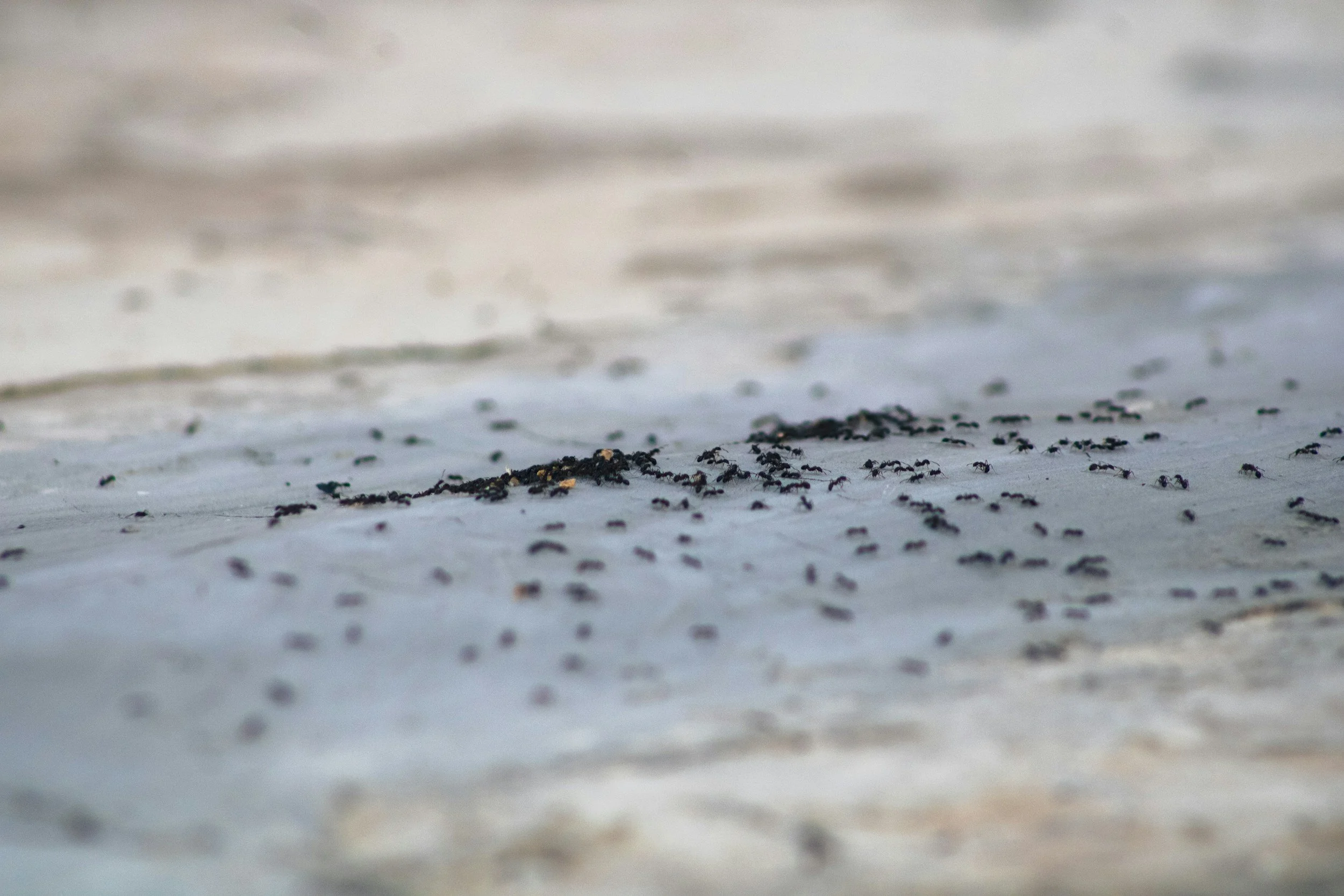 ants in hertfordwshire property