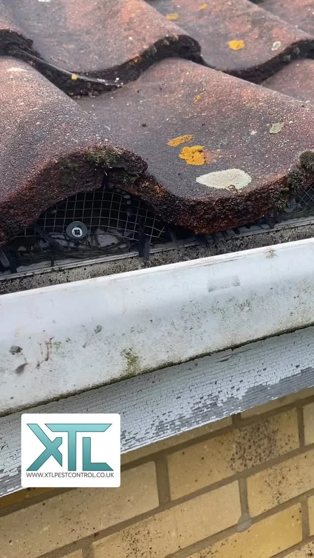 After removing squirrels from this customers loft space, we carried out proofing works to prevent any possible unwanted returning visitors in the future.
www.xtlpestcontrol.co.uk
#pestcontrol #squirrels #xtlpestcontrol #hertfordshire #pestcontrolle
